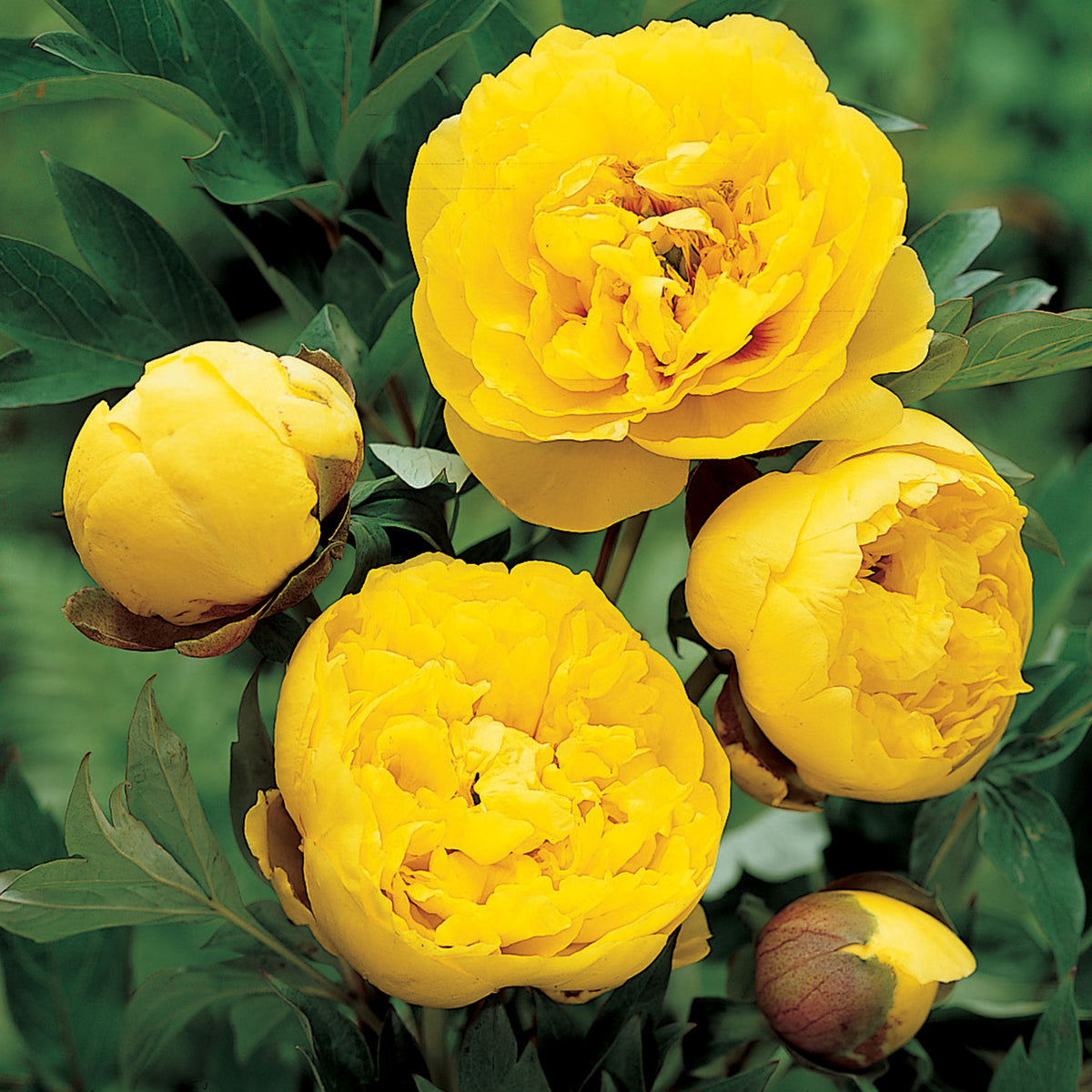 Peony, Yellow Crown