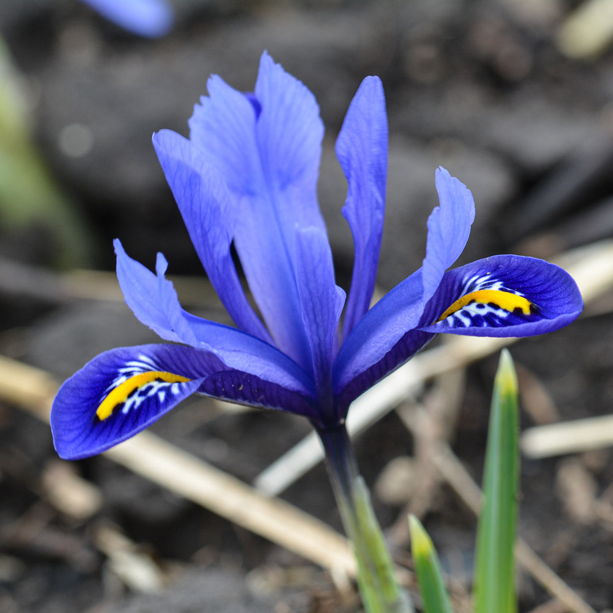 Iris, Reticulata, 25 Pack