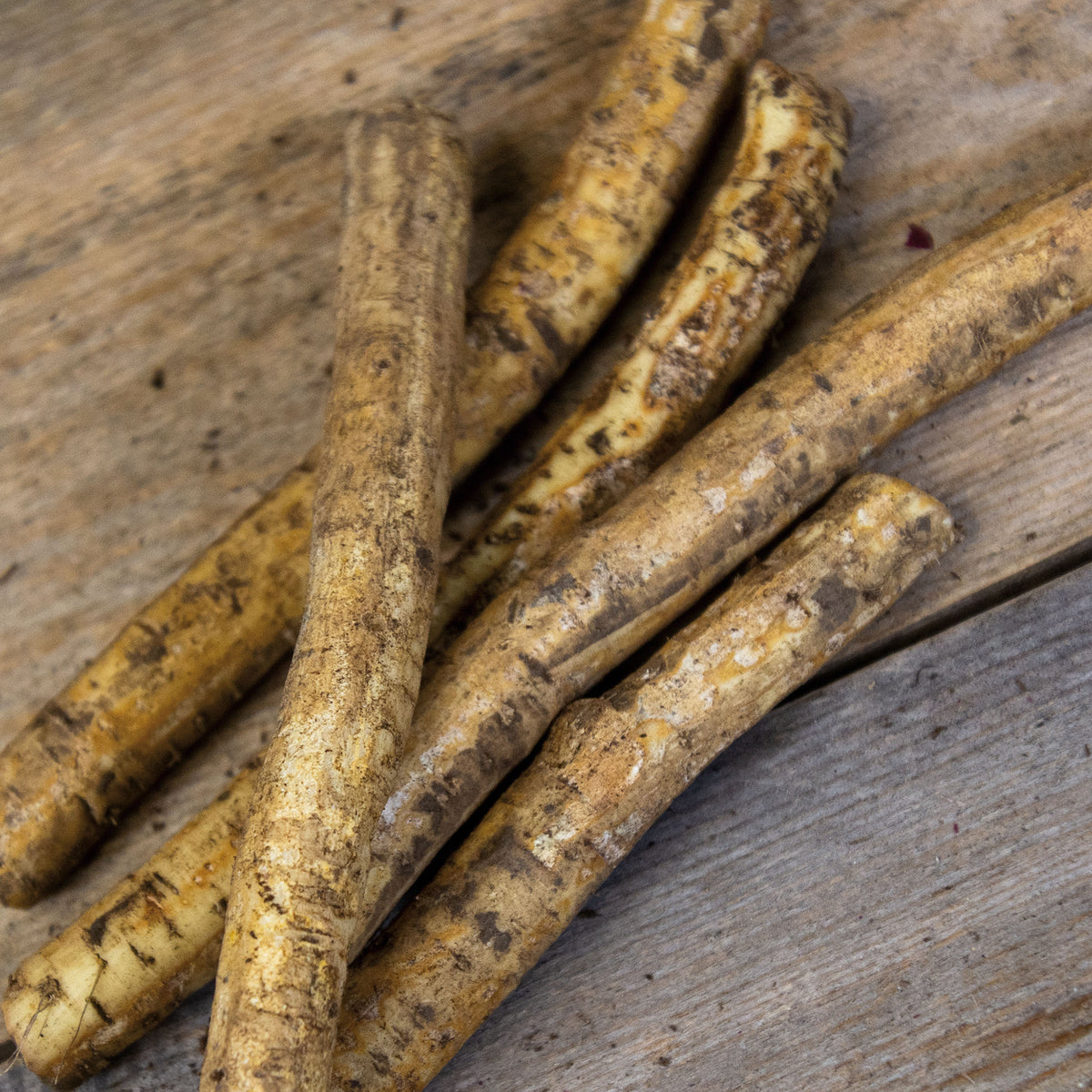 Horseradish, Bohemian, Set of 5 Roots