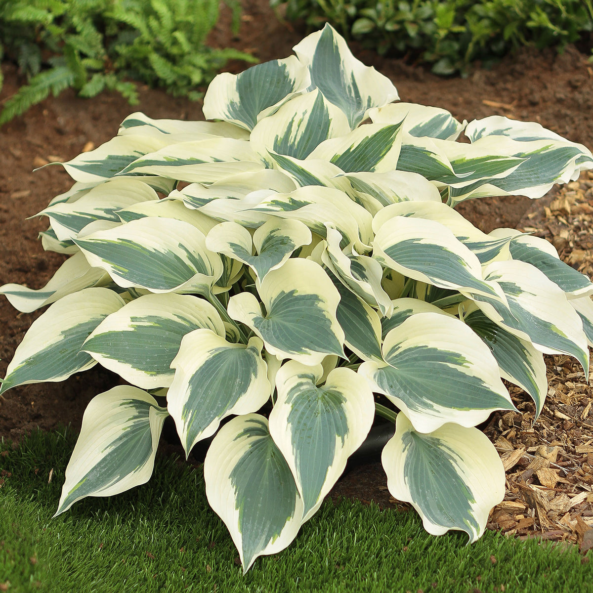 Hosta, Firn Line
