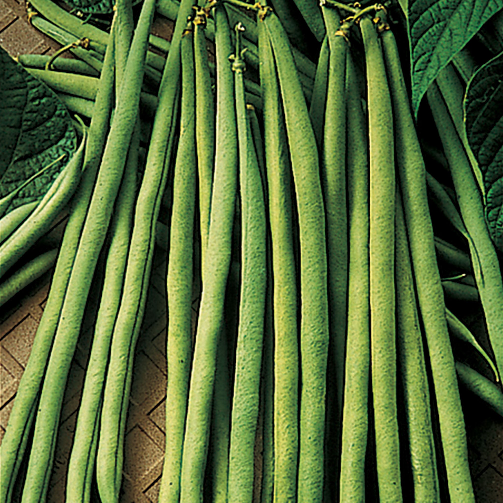 Bean, Bush, Maxibel