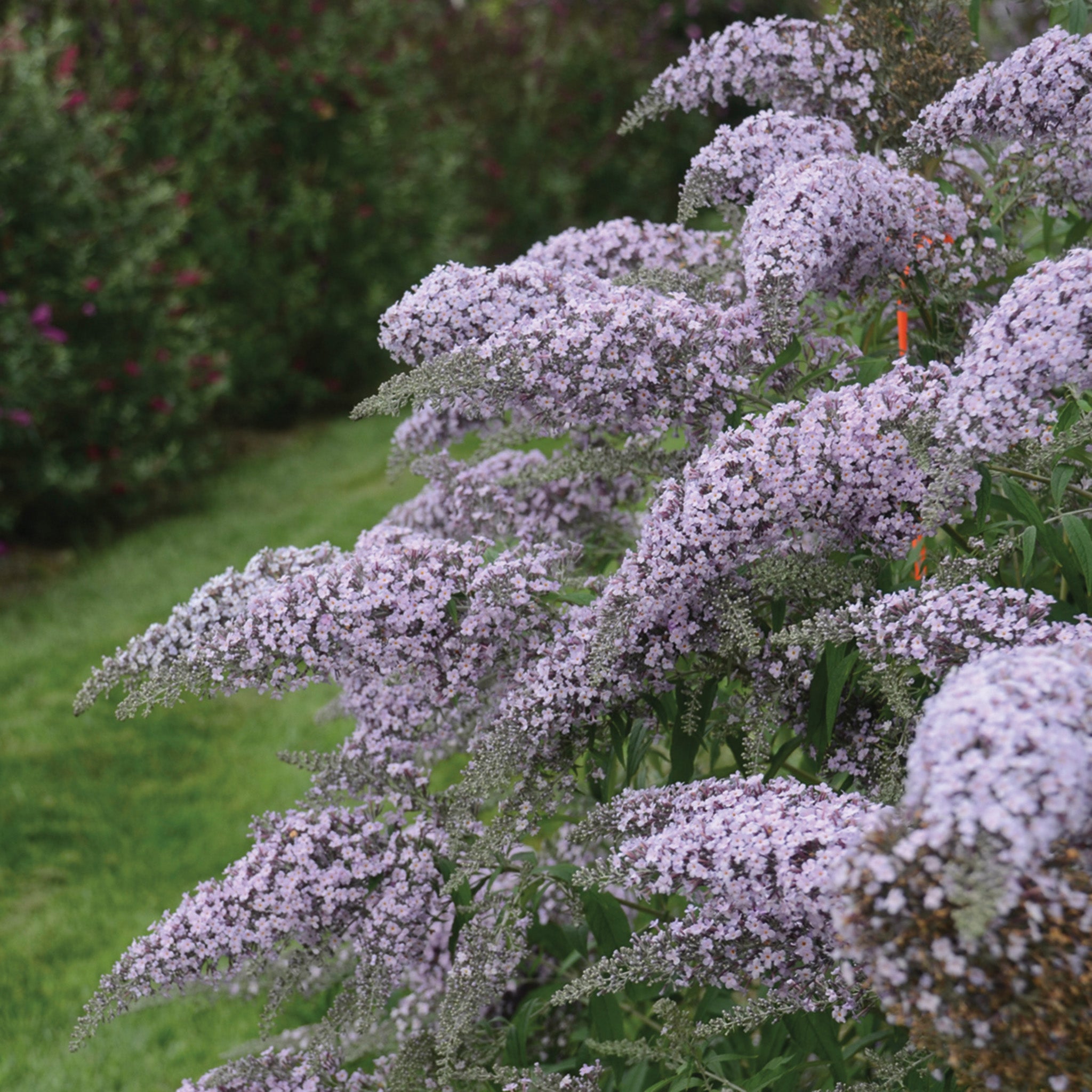 Butterfly Bush, Grand Cascade