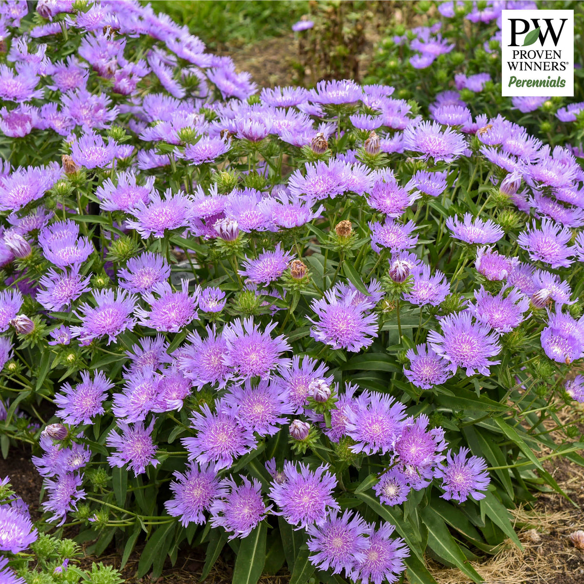 Stokesia, Totally Stoked™ Riptide