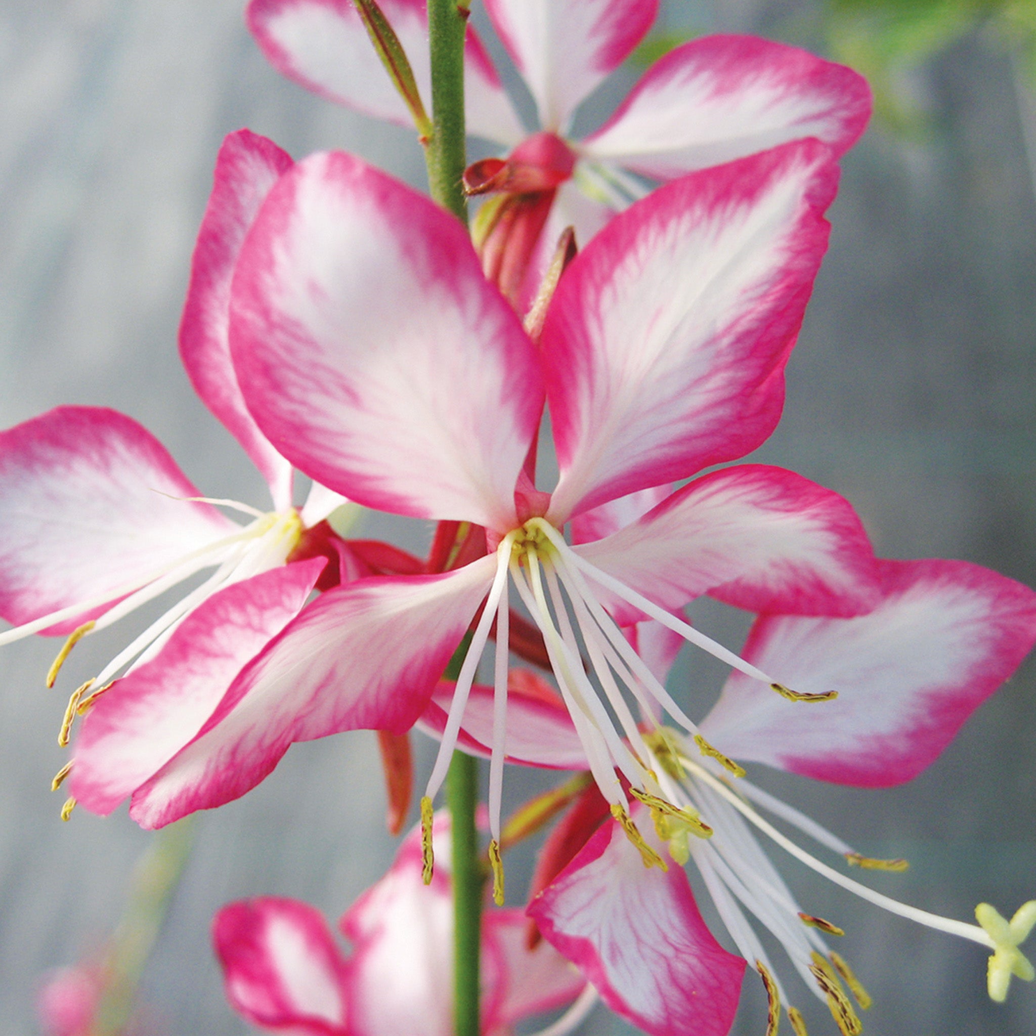 Gaura, Rosy Jane