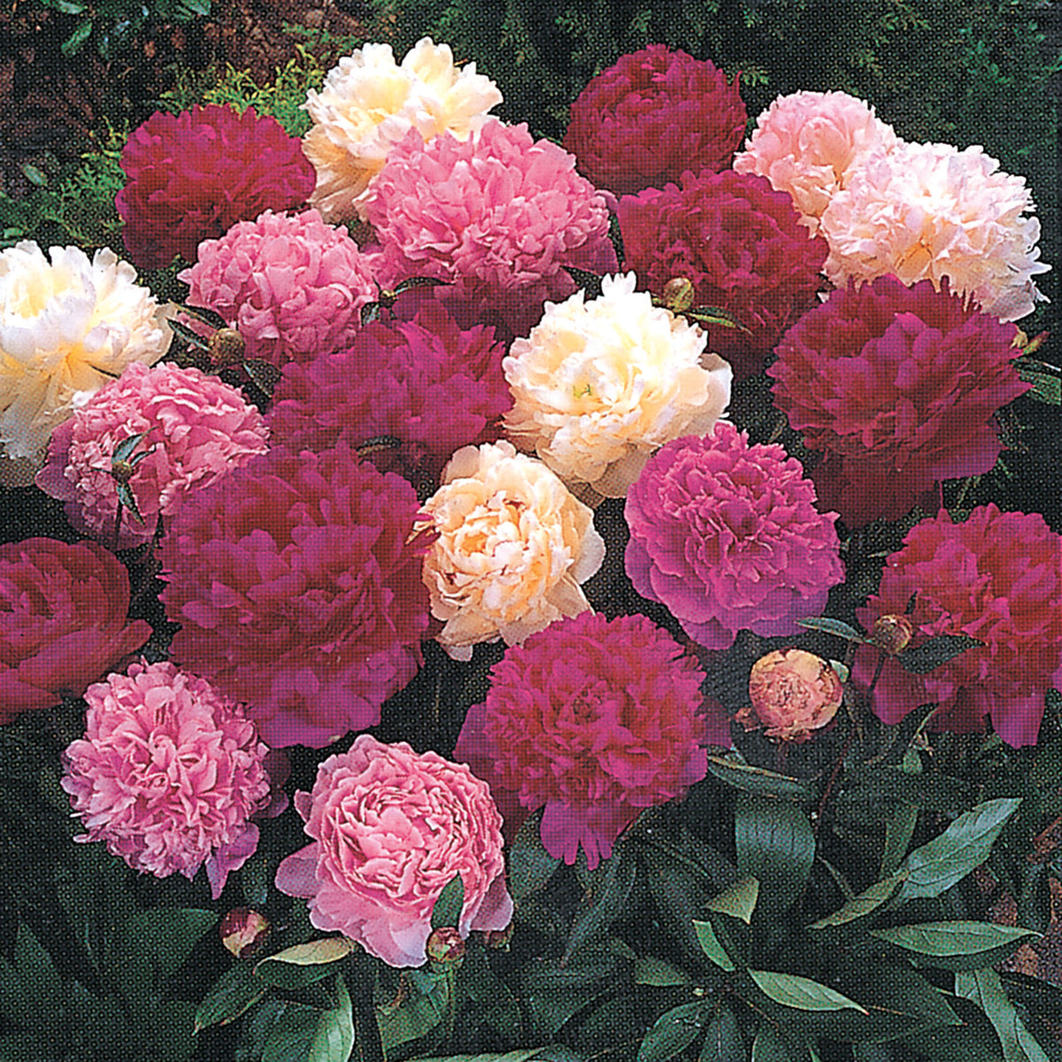 Peony, Jung's Deluxe Mix, Pack of 3