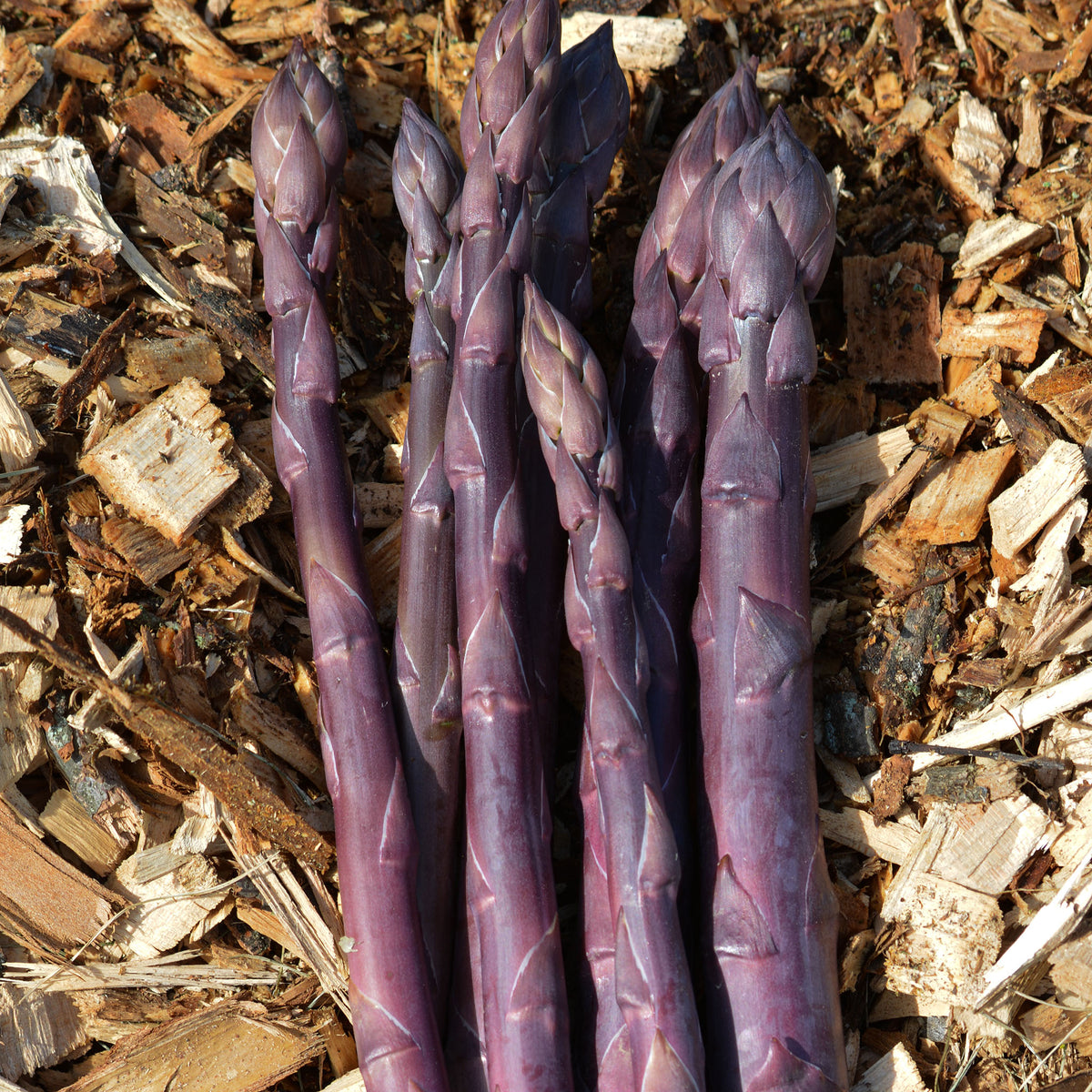Asparagus, Sweet Purple, Pack of 10 Roots