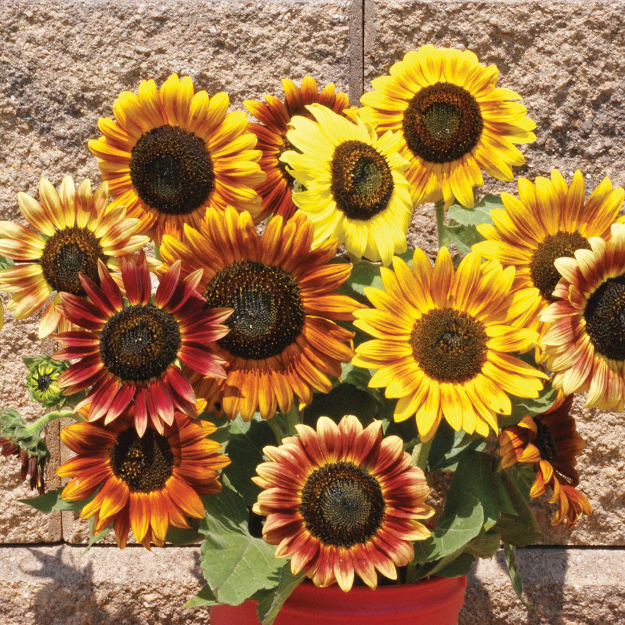Sunflower, Autumn Beauty Mix