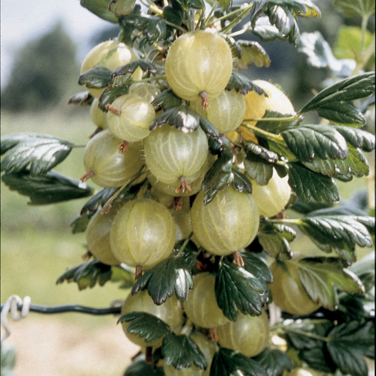 Gooseberry, Invicta