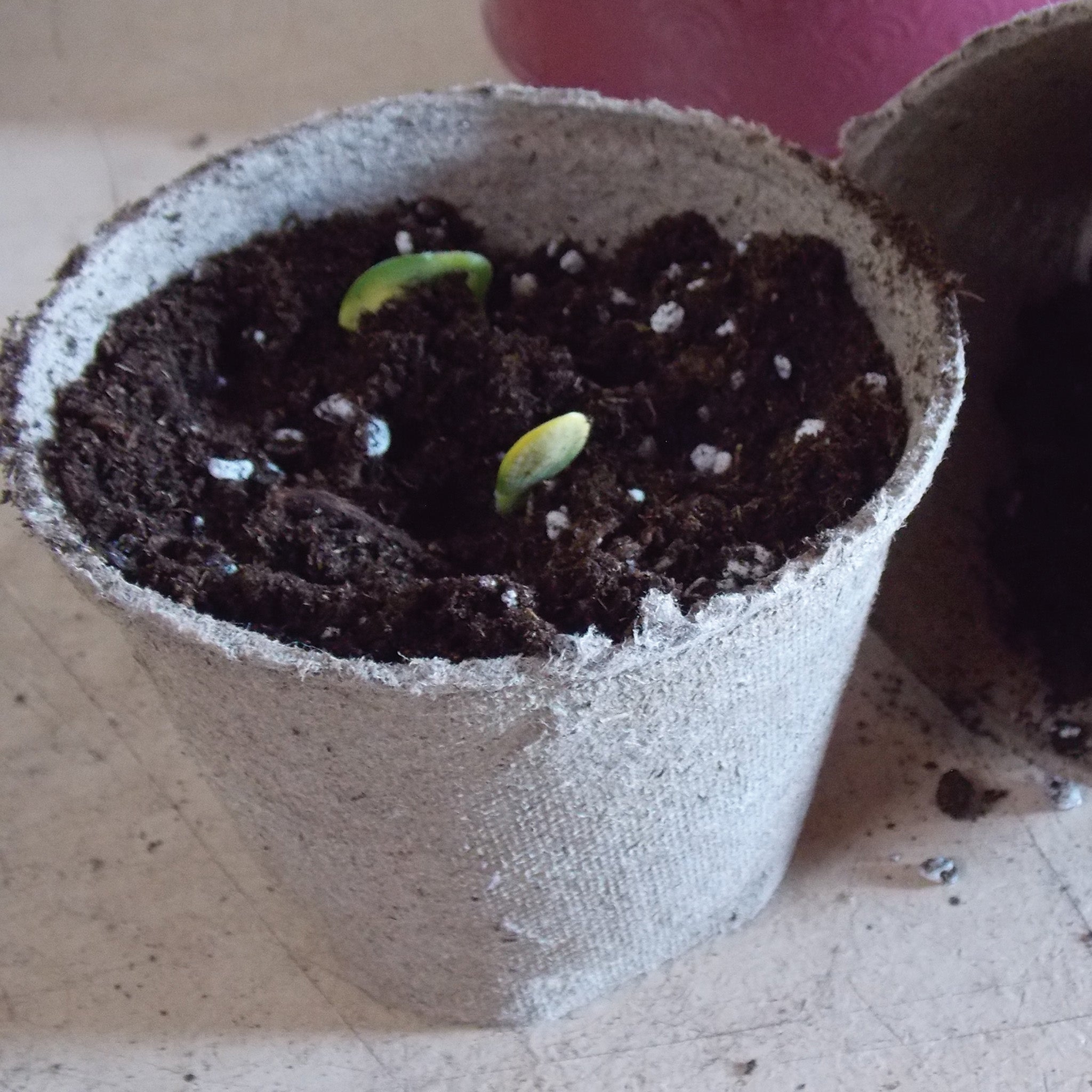 Jiffy® Peat Pots, 5 Inch Round