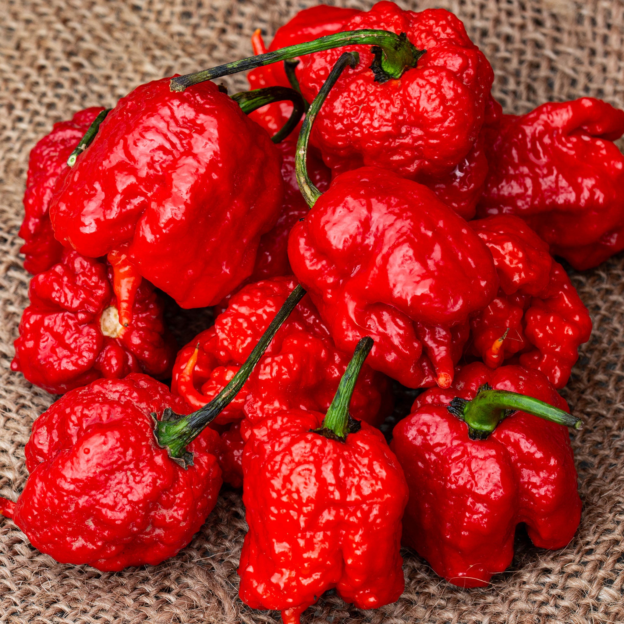 Pepper, Hot, Carolina Reaper