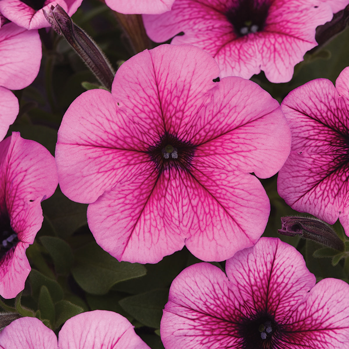 Petunia, Easy Wave® Rose Fusion Hybrid