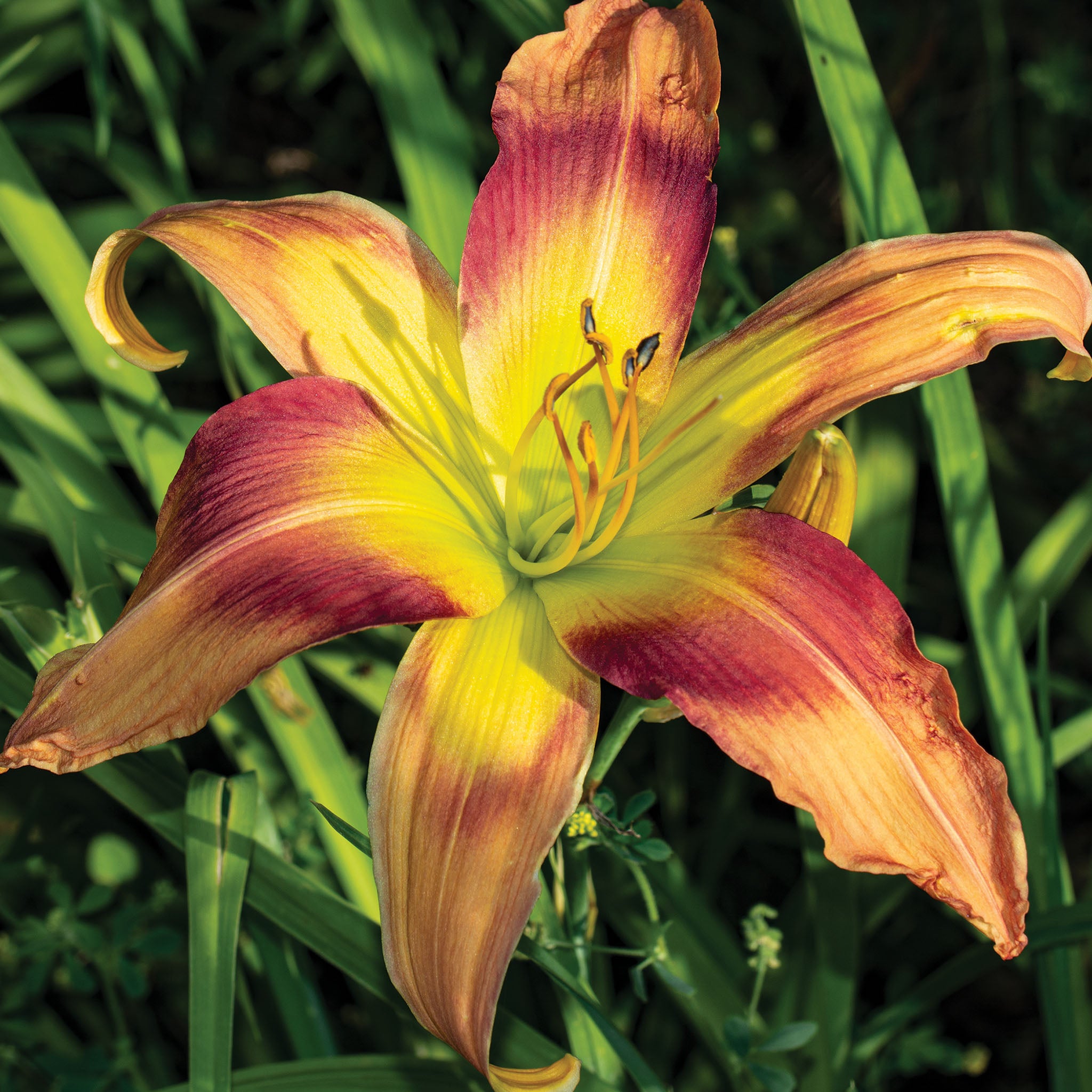 Daylily, Parade of Peacocks