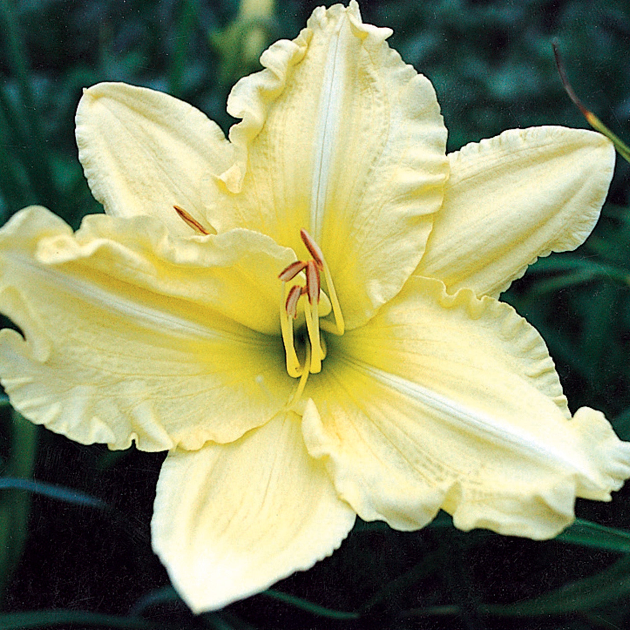 Daylily, White Dish