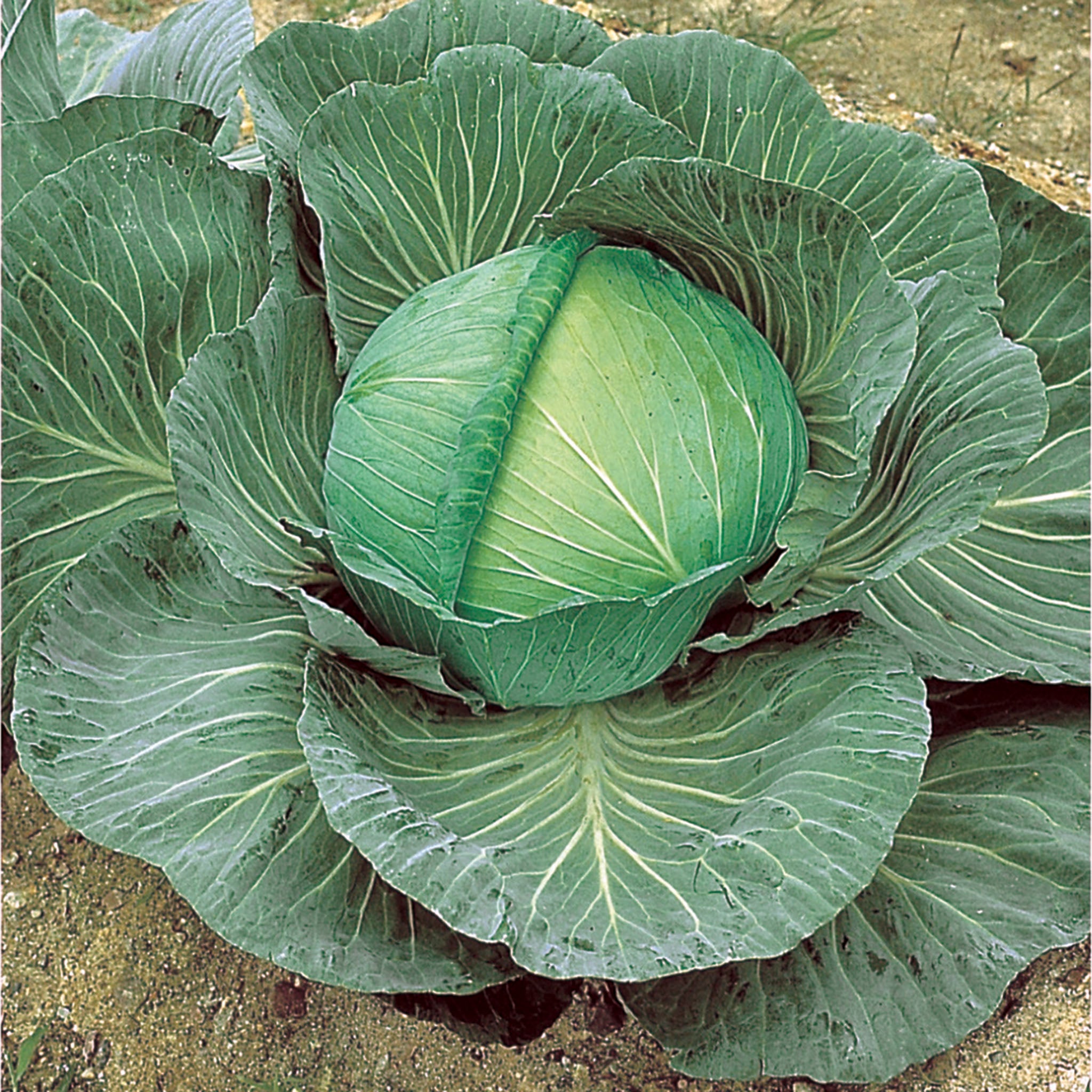 Cabbage, O-S Cross Improved Hybrid