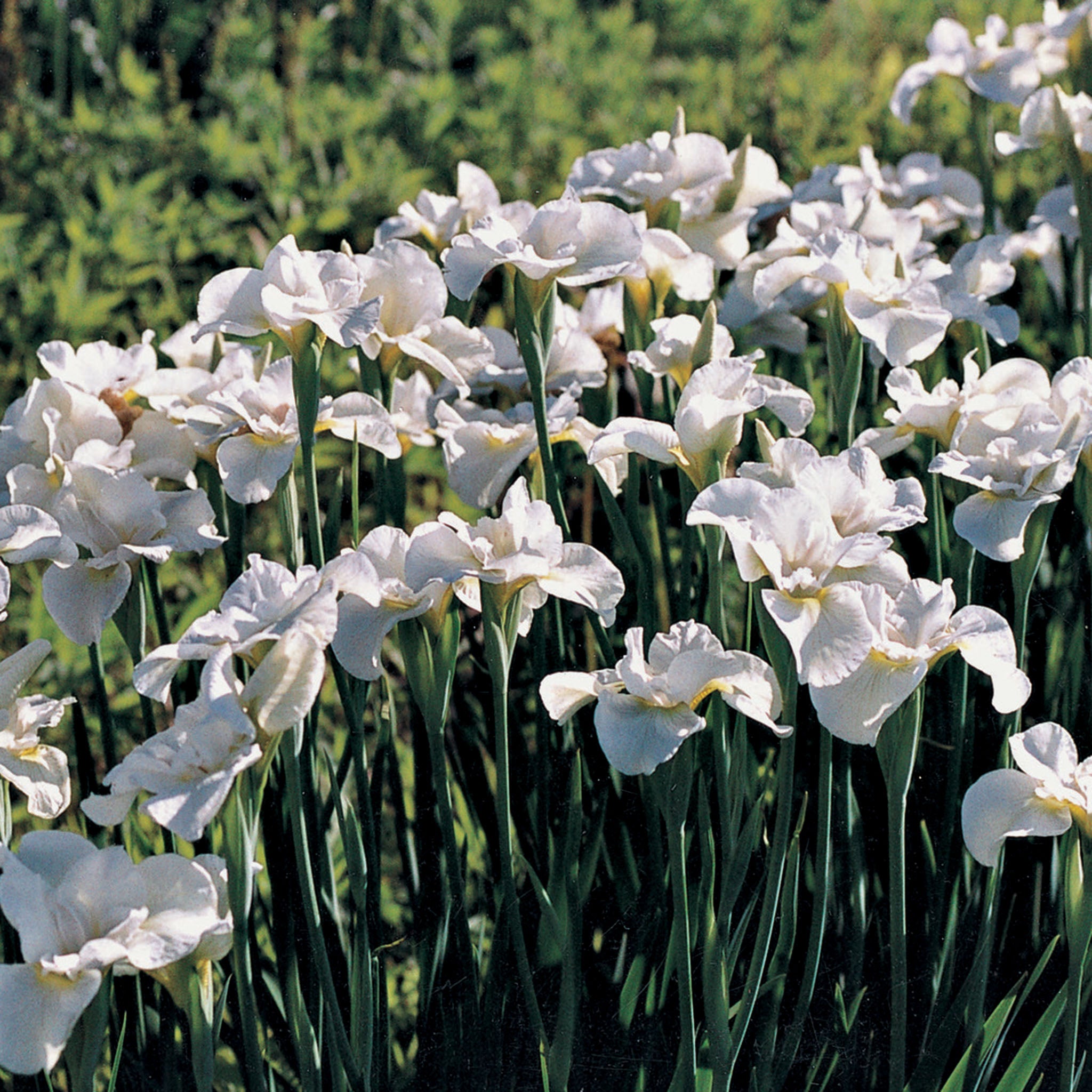 Iris, Siberian, Gull's Wing