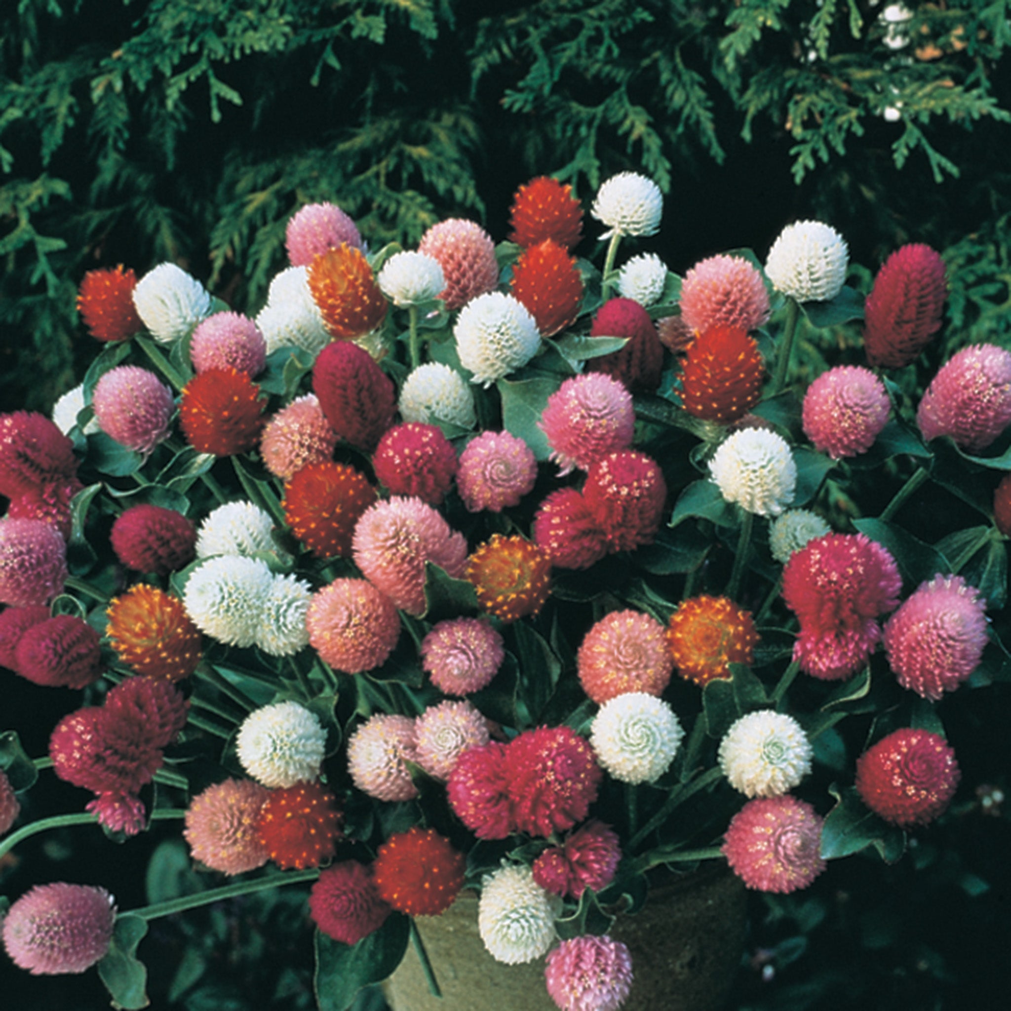 Gomphrena, Tall Mix