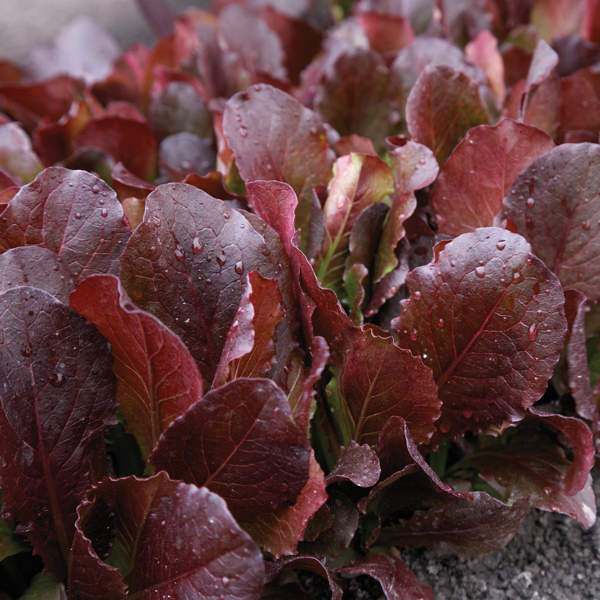 Lettuce, Romaine, Taboo