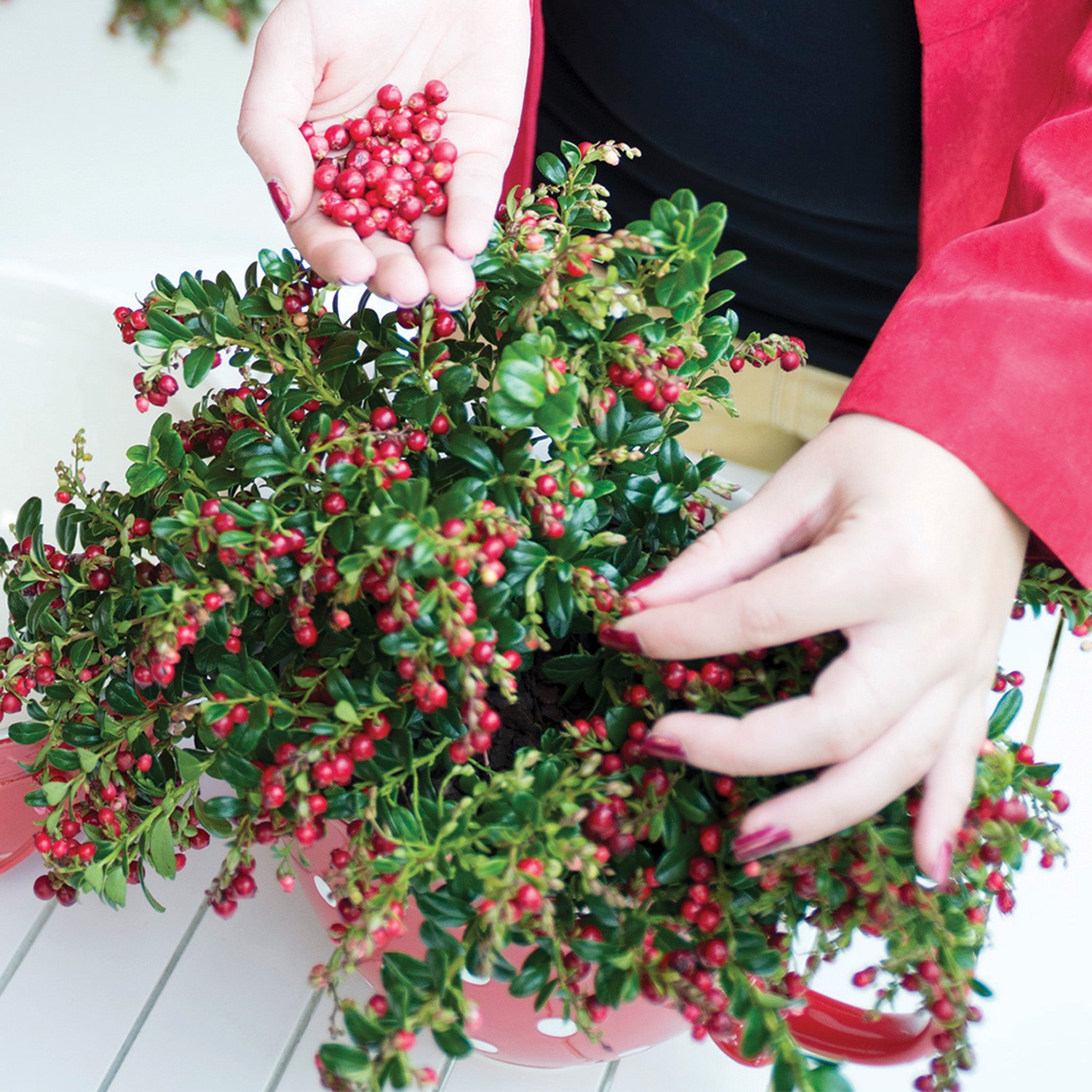 Lingonberry, Red Candy