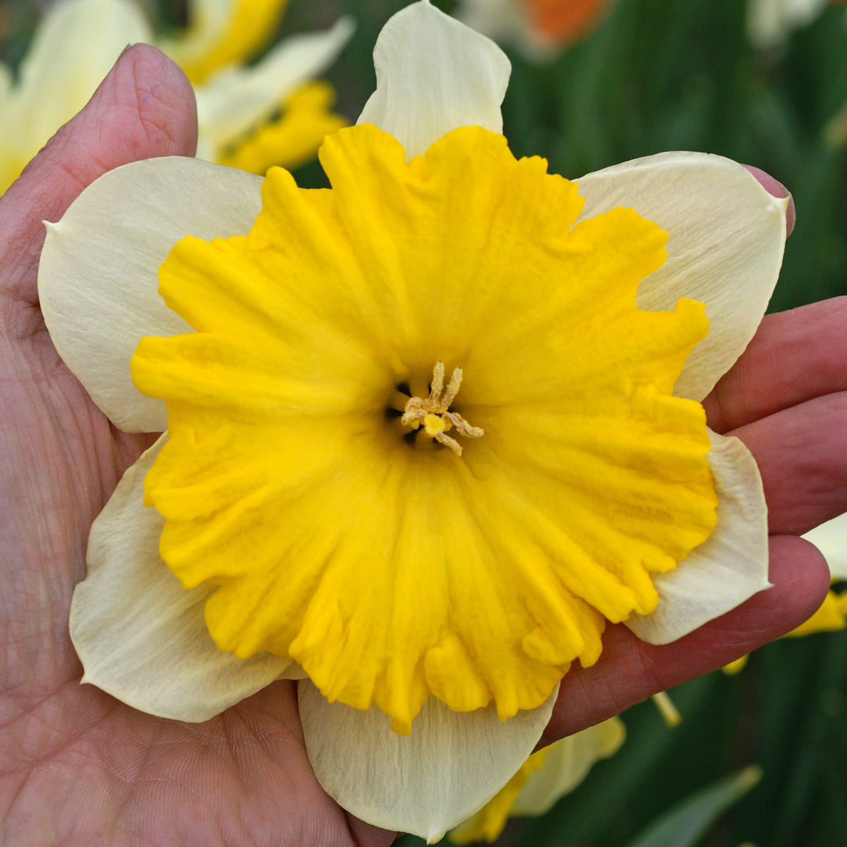 Daffodil, Dinnerplate, 10 Pack