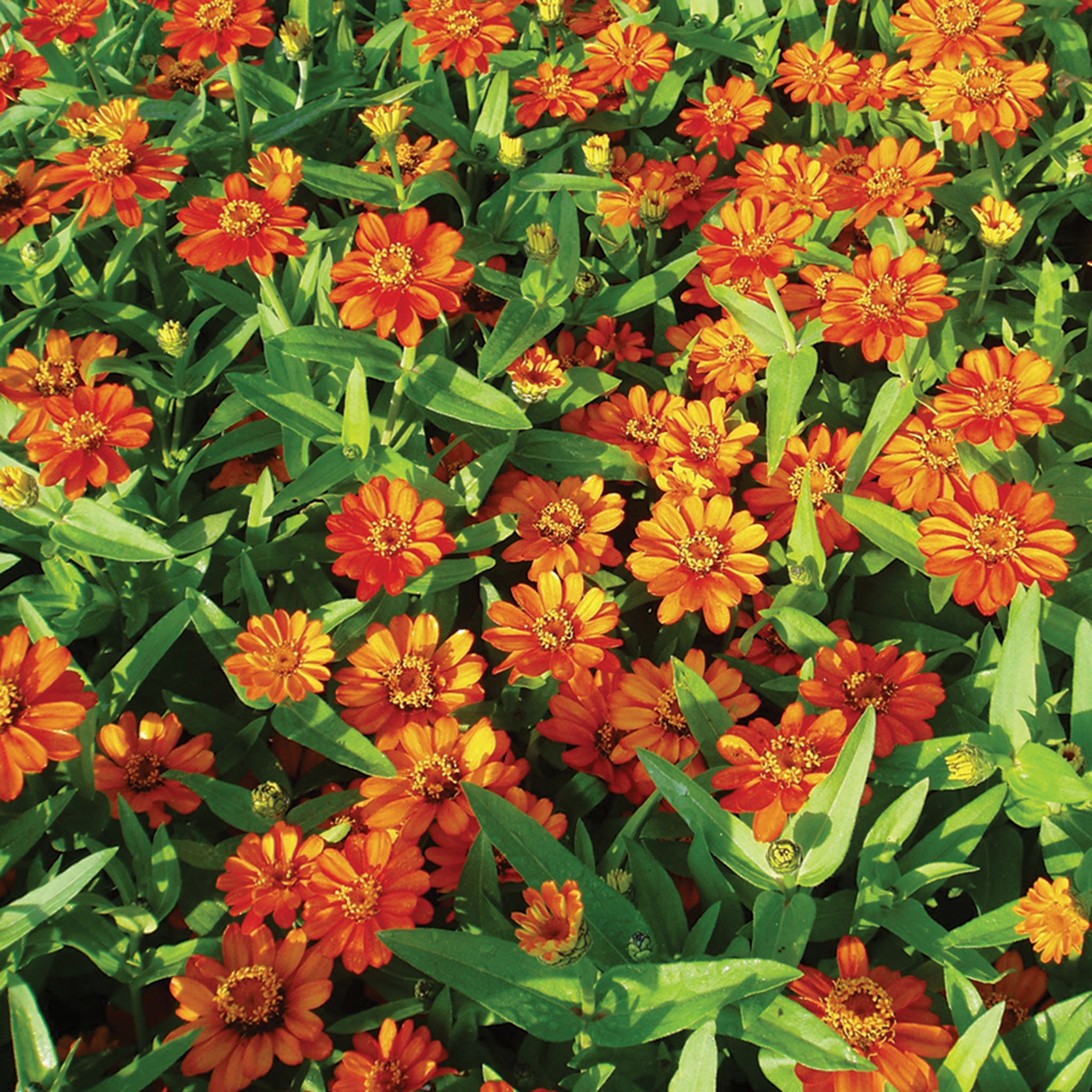 Zinnia, Profusion Orange Hybrid