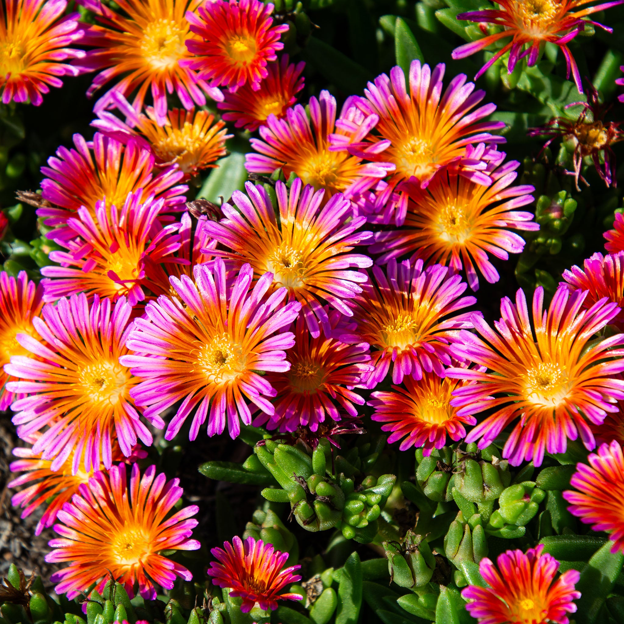 Ice Plant, Ocean Sunset™ Orange Glow