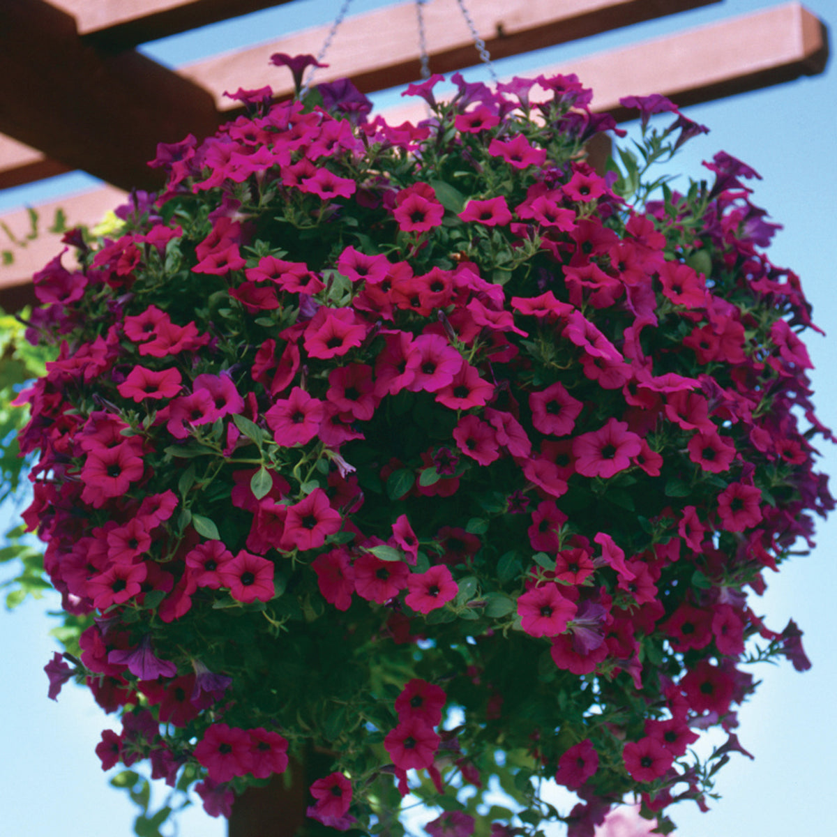 Petunia, Wave® Purple Classic Hybrid