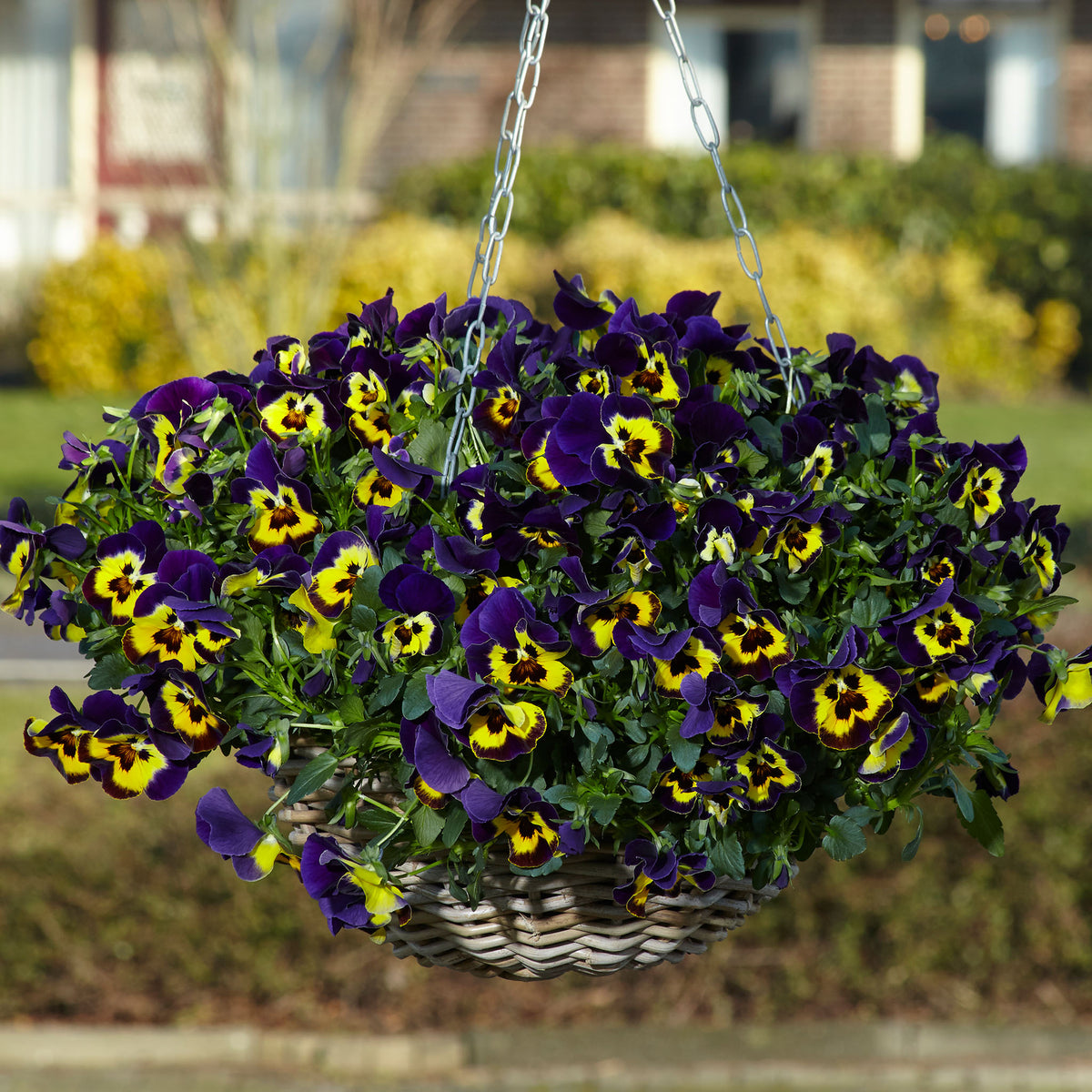 Pansy, Top Wave® Purple Sunburst Hybrid