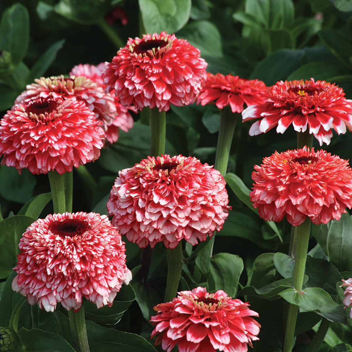 Zinnia, Zinderella Fizz