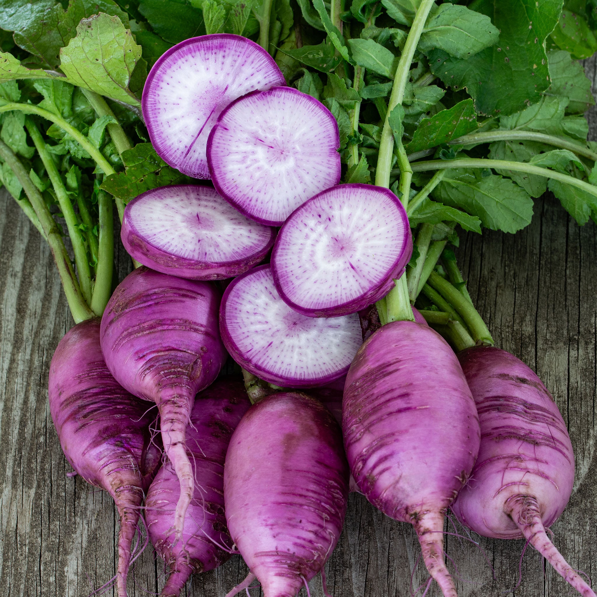 Radish, Sweet Baby Hybrid
