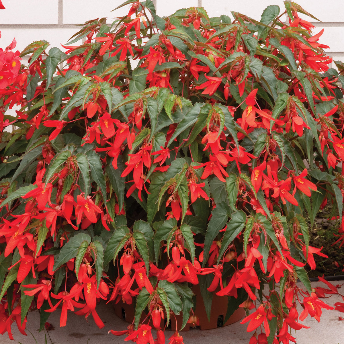 Begonia, Santa Cruz™ Sunset Hybrid
