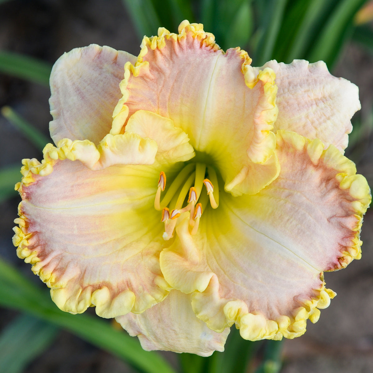 Daylily, Singular Sensation