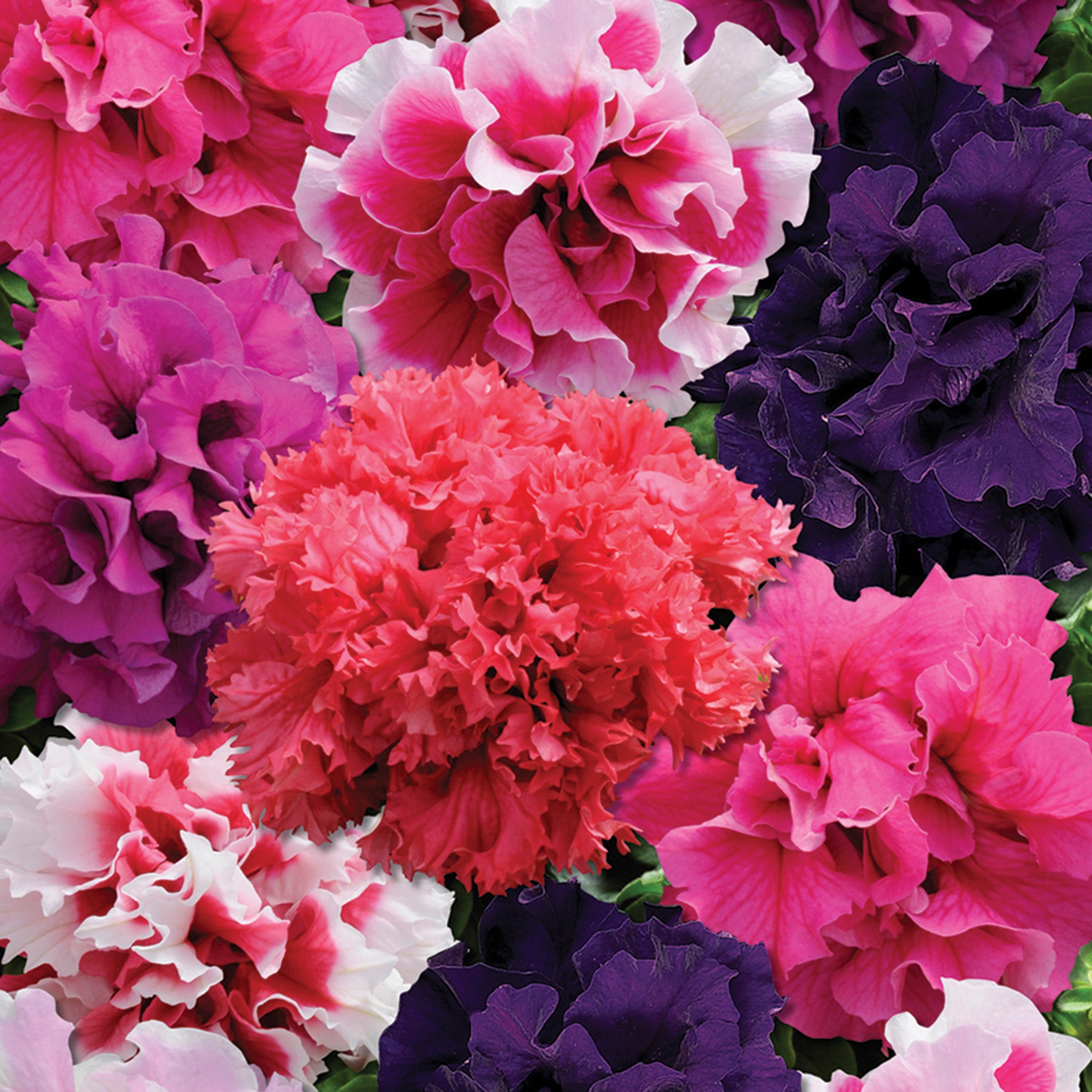 Petunia, Glorious Double Mix Hybrid