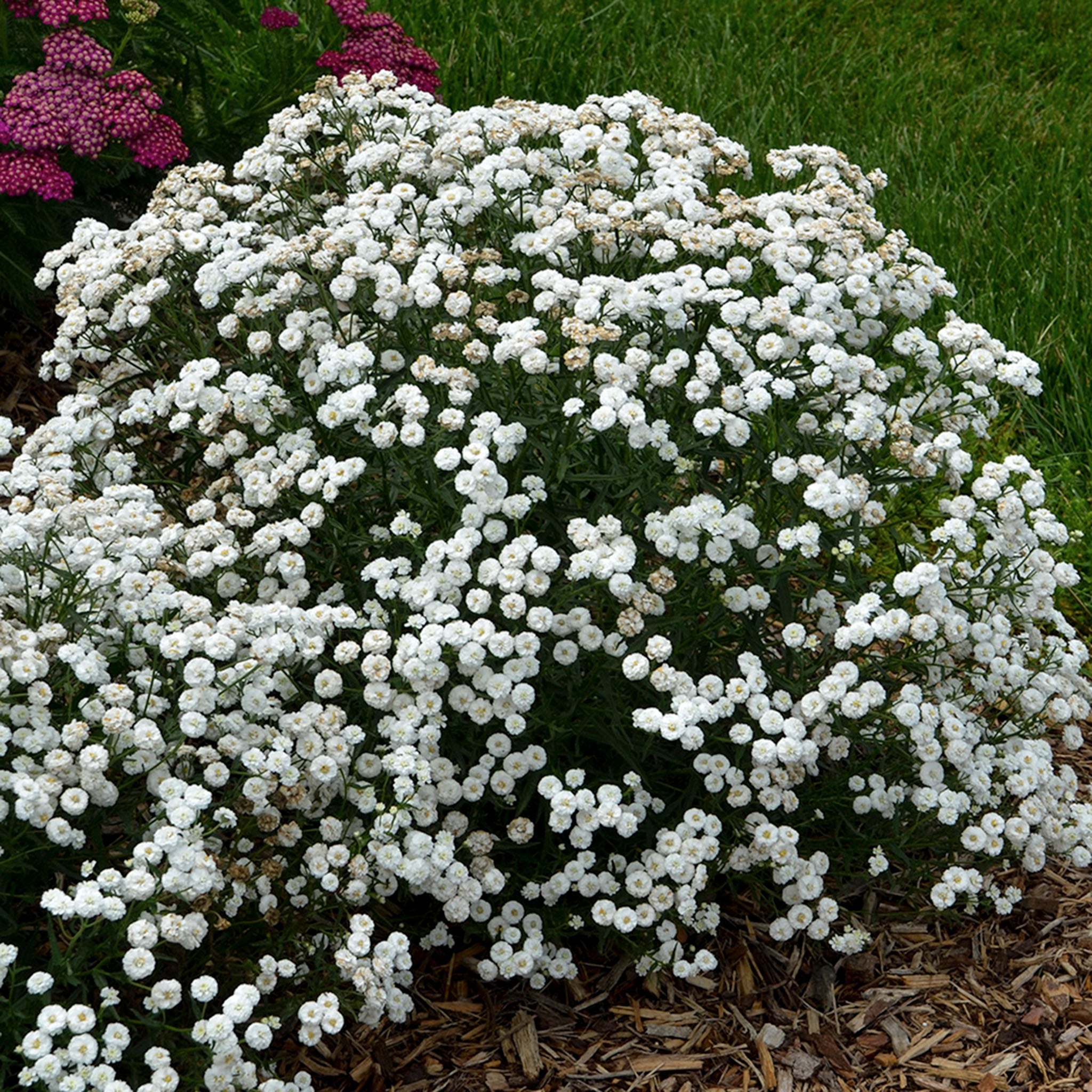 Yarrow, Peter Cottontail