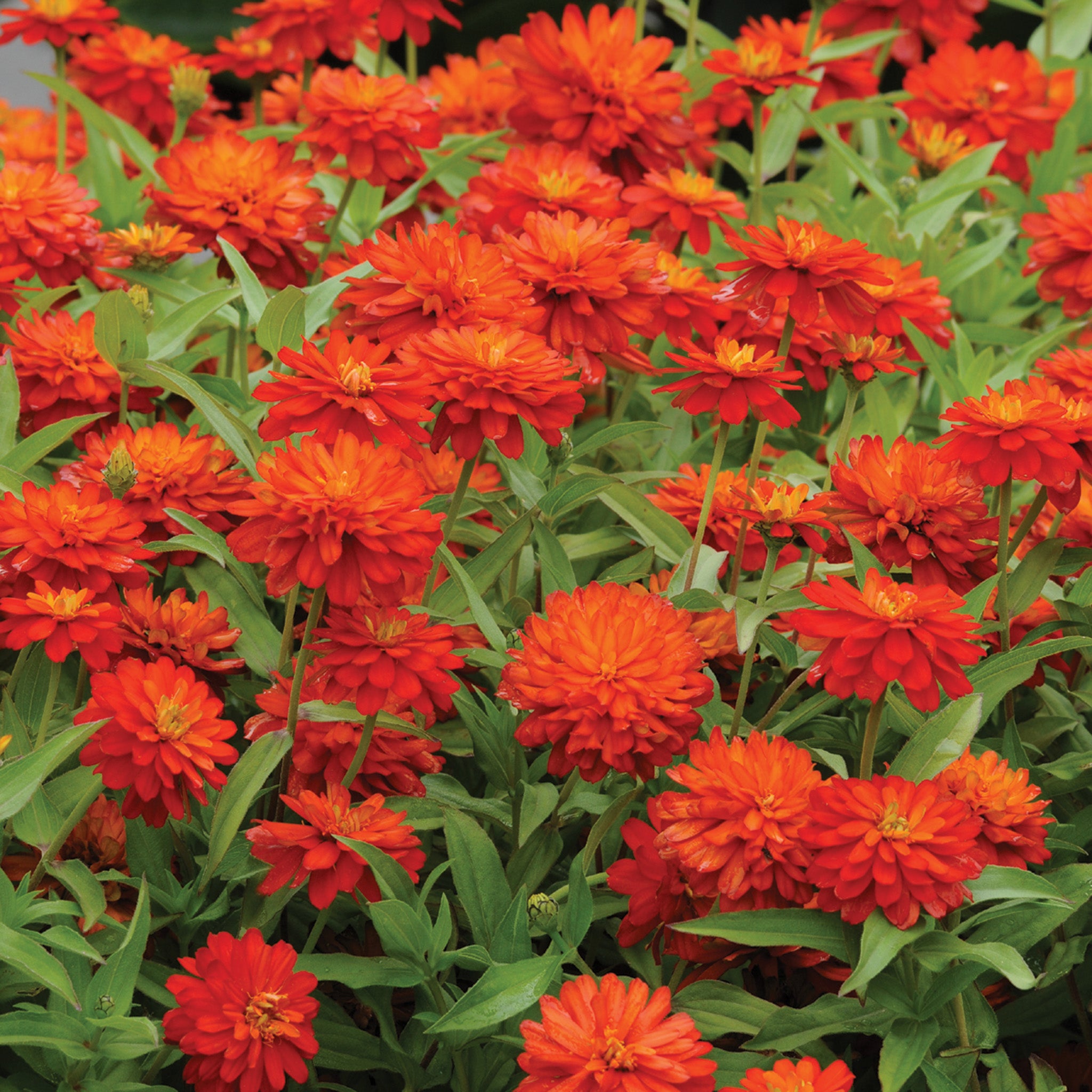 Zinnia, Zahara™ Double Fire