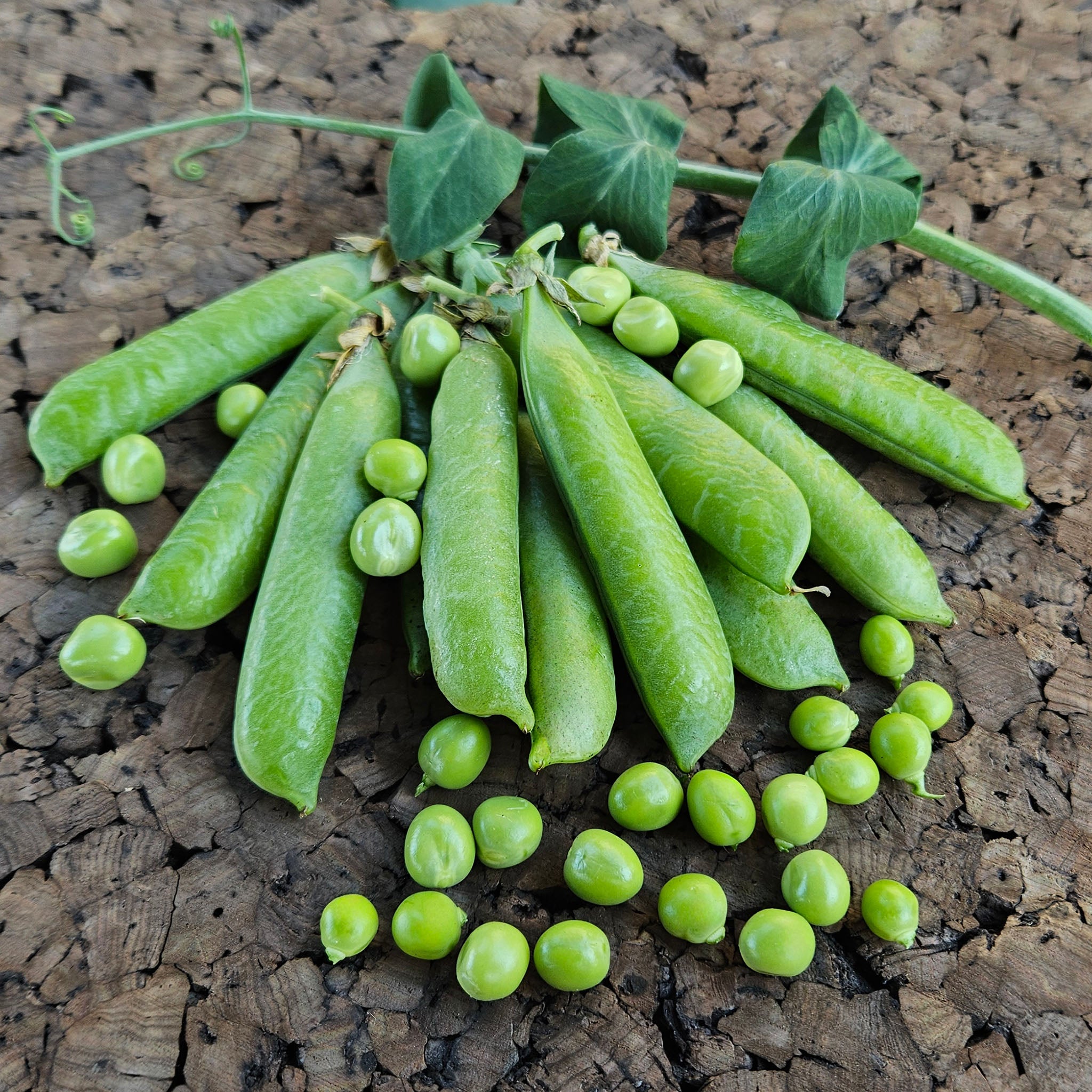 Pea, Karina.