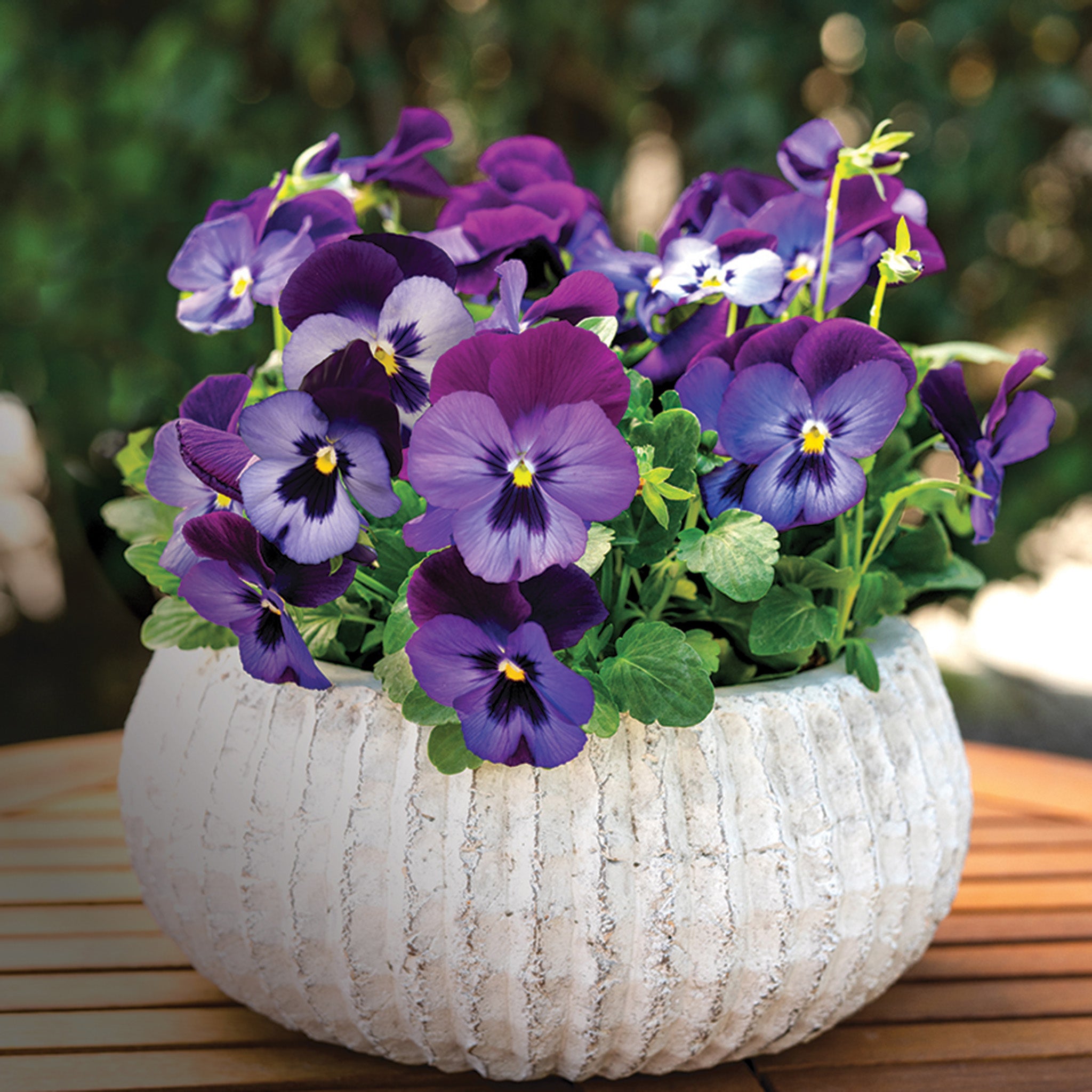 Viola, Colormax Blue Jeans Hybrid