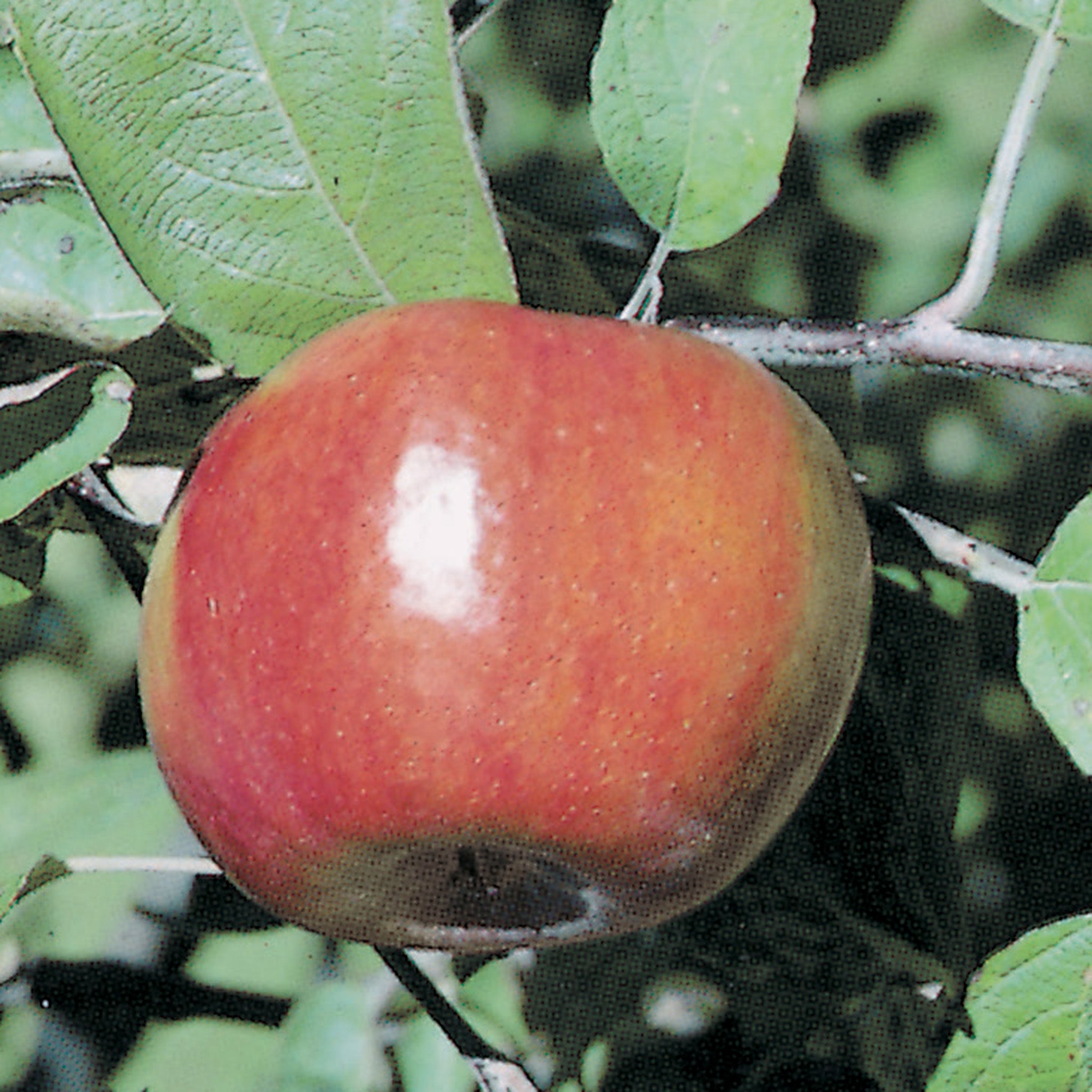 Apple, Dwarf, Liberty