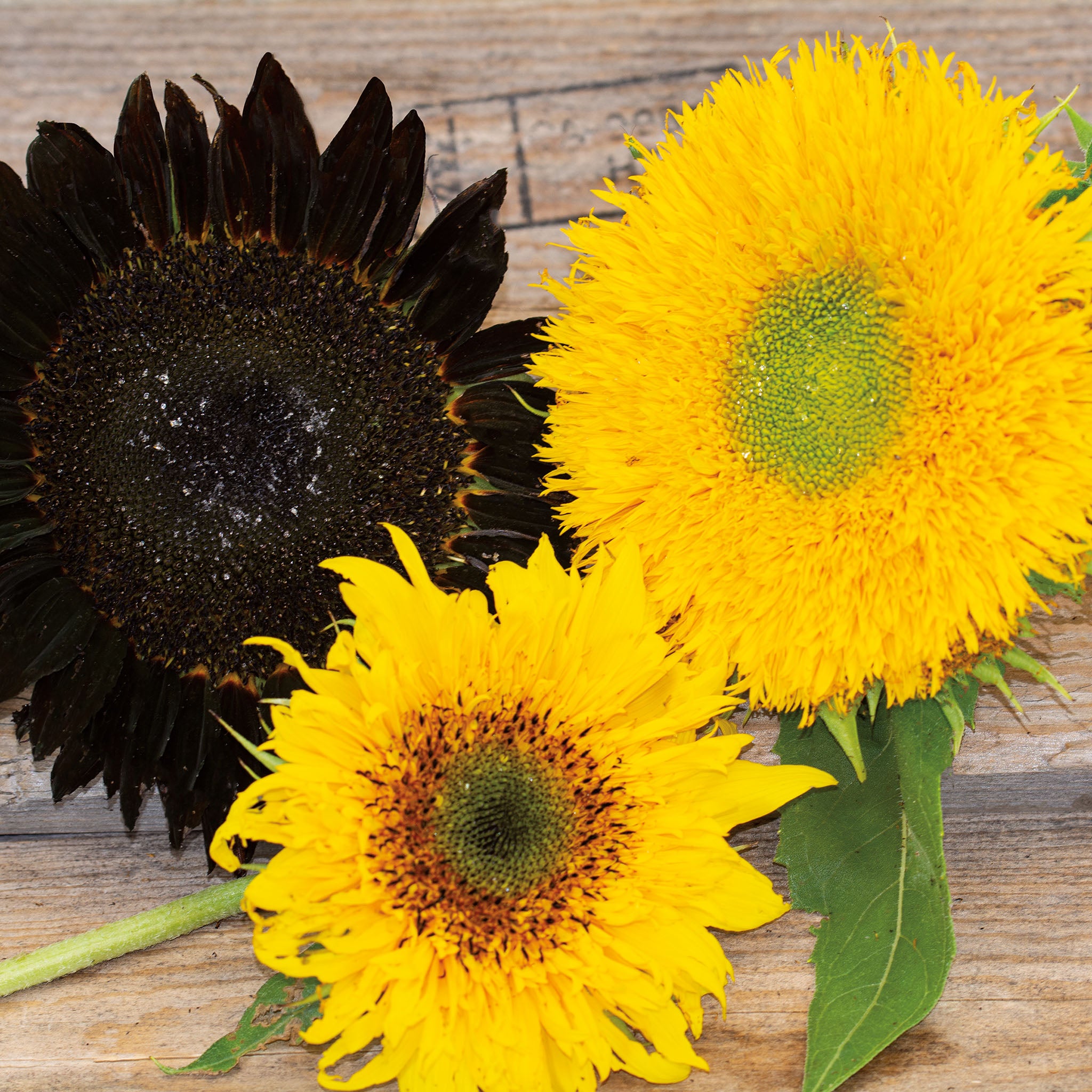 Sunflower, Fantasia Mix Hybrid