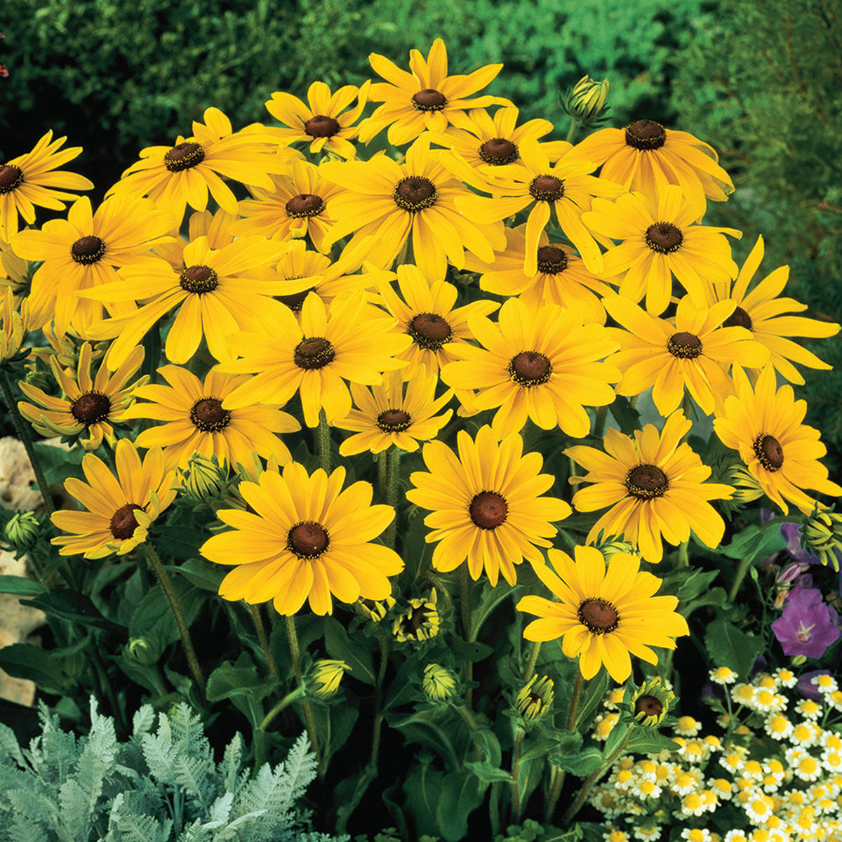 Rudbeckia, Indian Summer