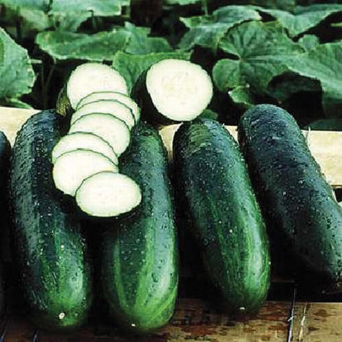 Cucumber, Bush Crop