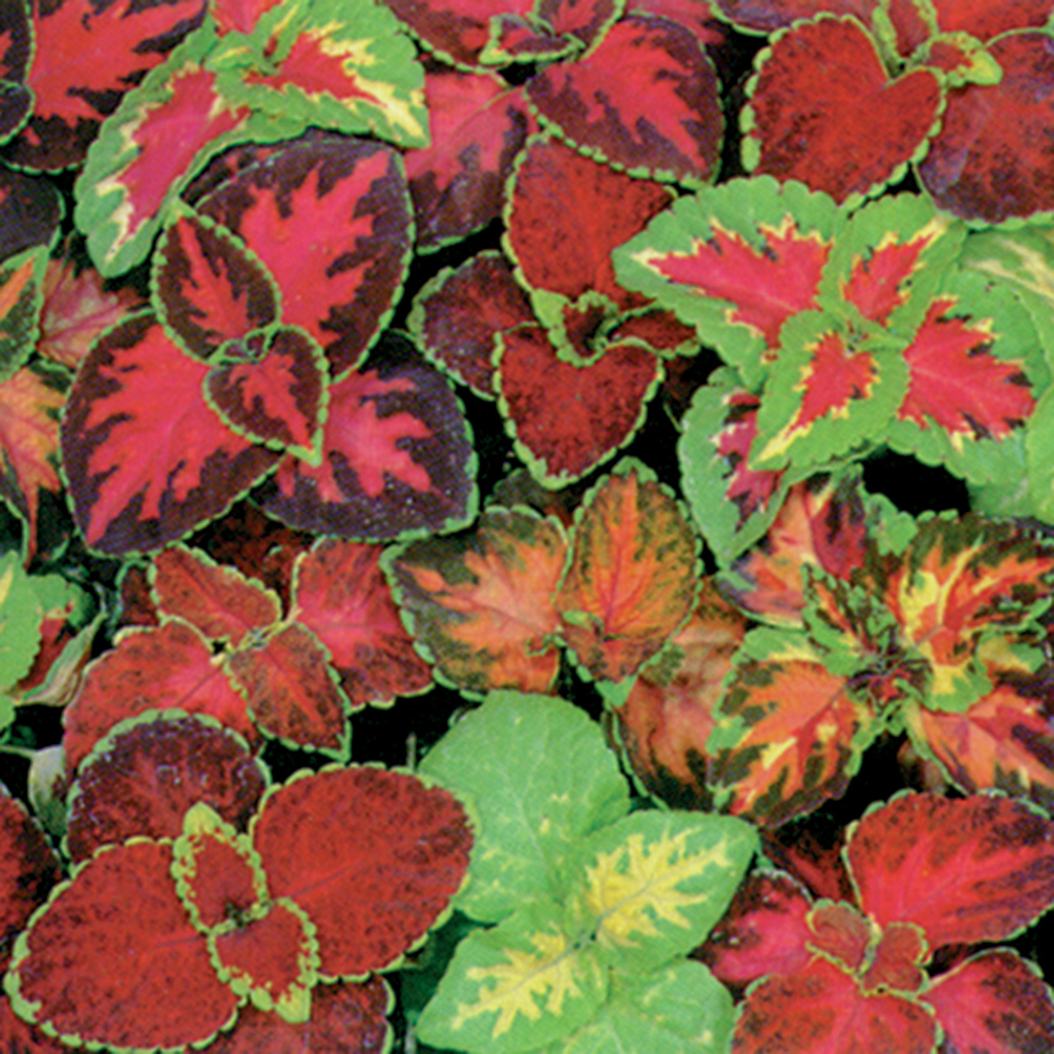 Coleus, Multicolor Rainbow Blend