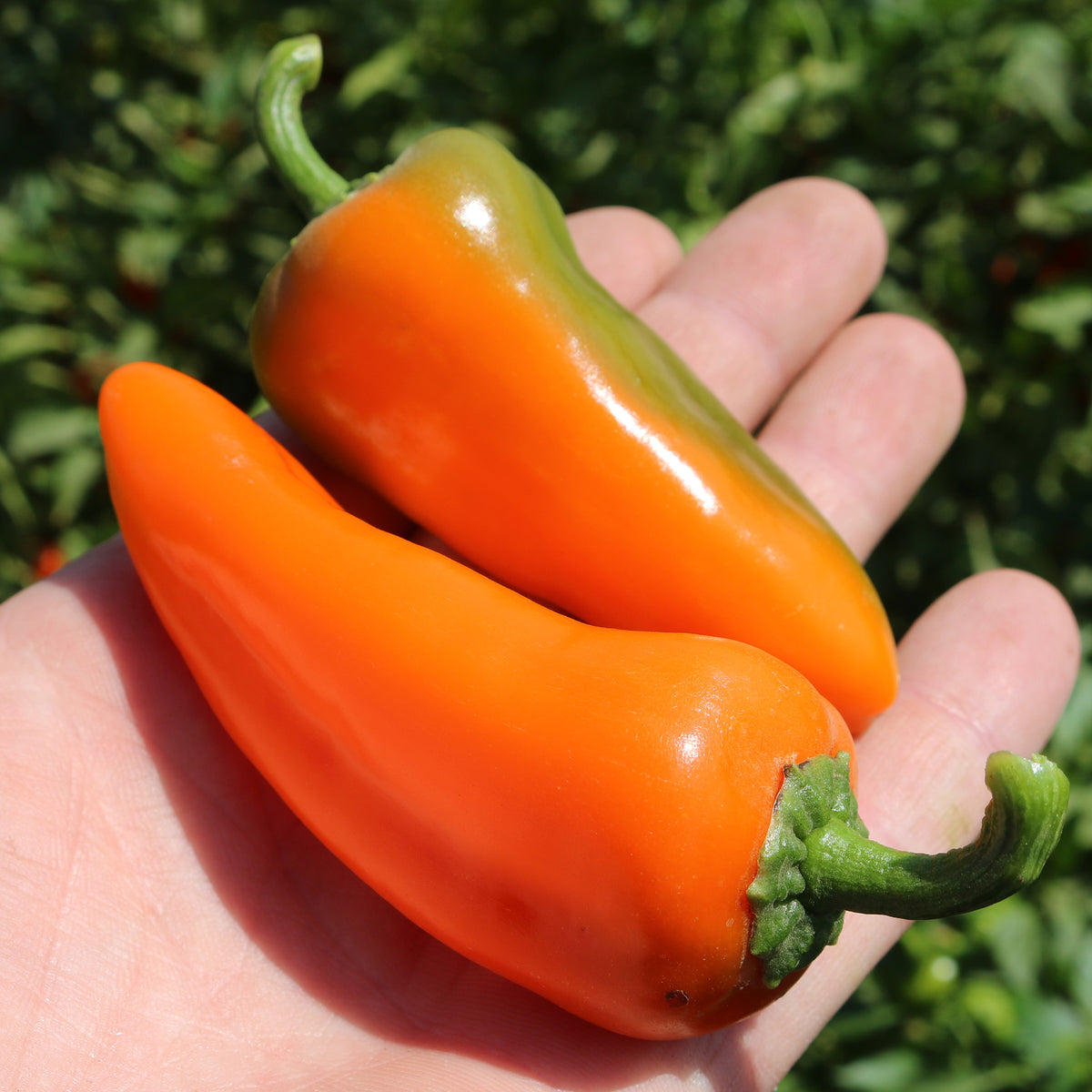 Pepper, Sweet, Pick-N-Pop Orange Hybrid
