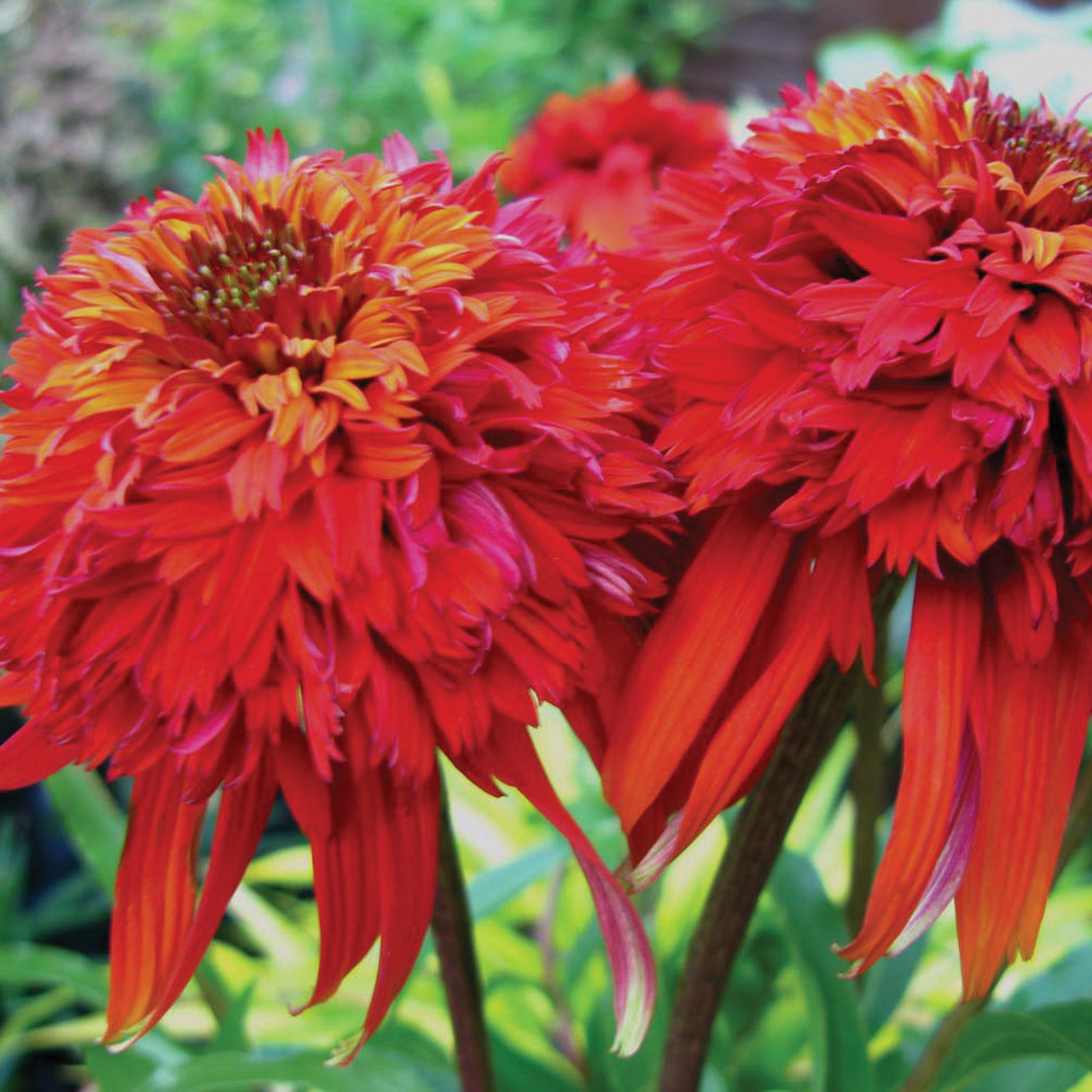 Echinacea, Hot Papaya