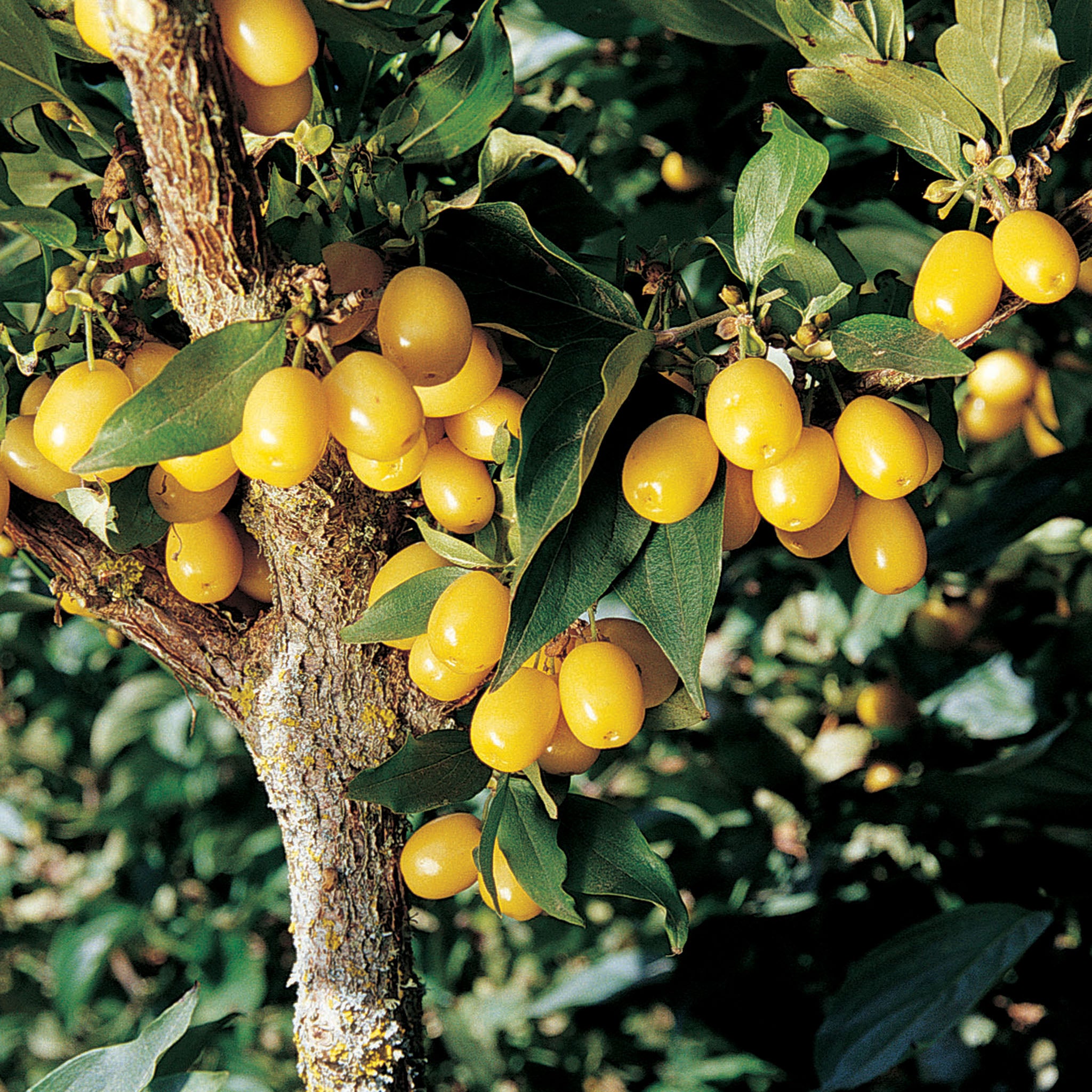 Cornelian Cherry, Yellow