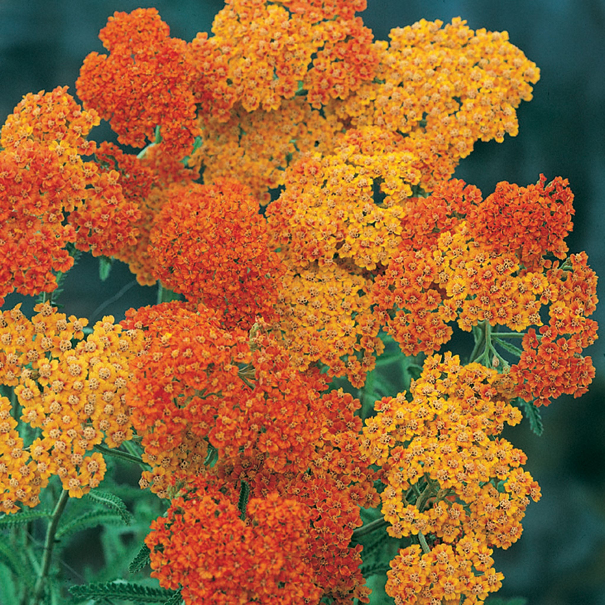 Yarrow, Terra Cotta