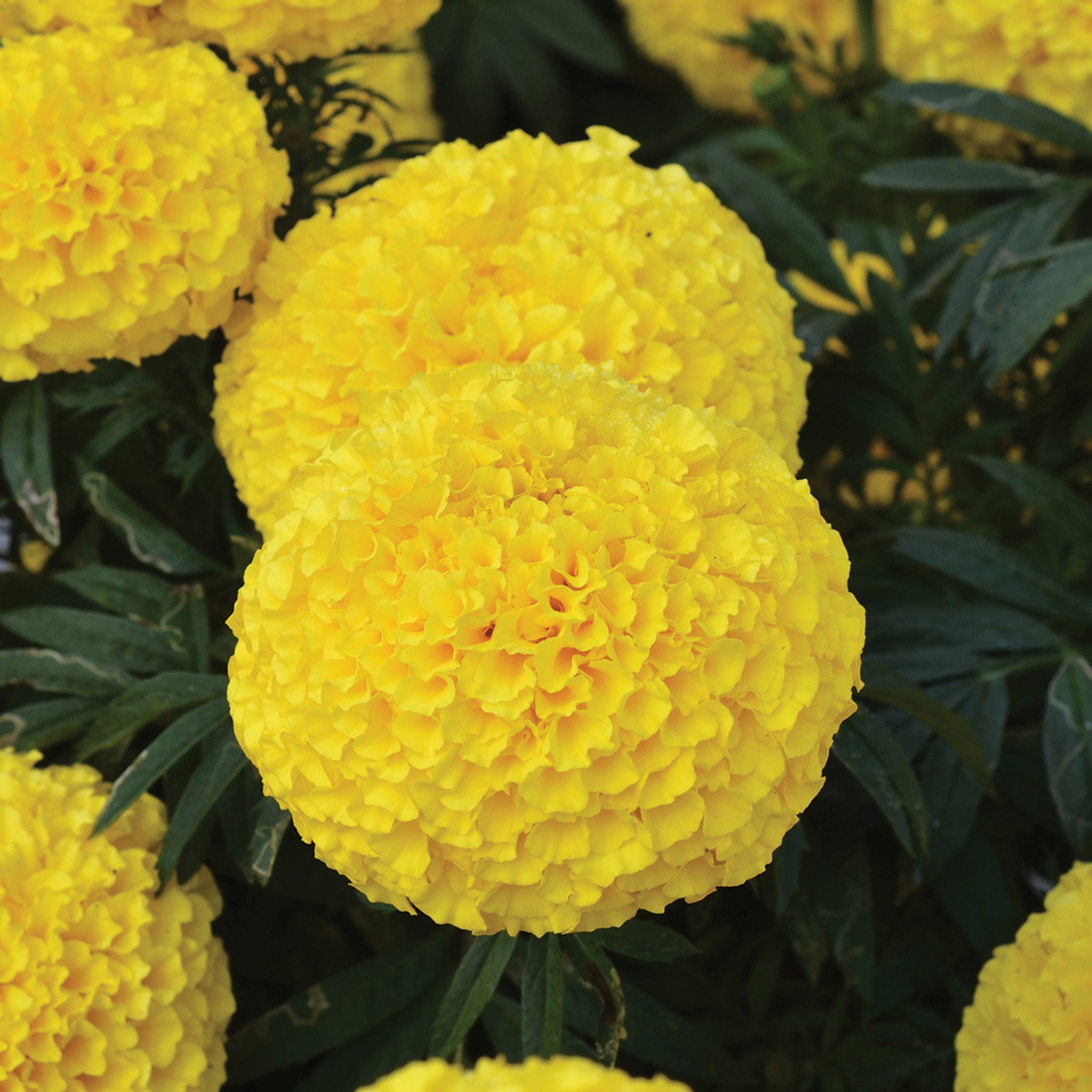 Marigold, Big Duck® Yellow Hybrid