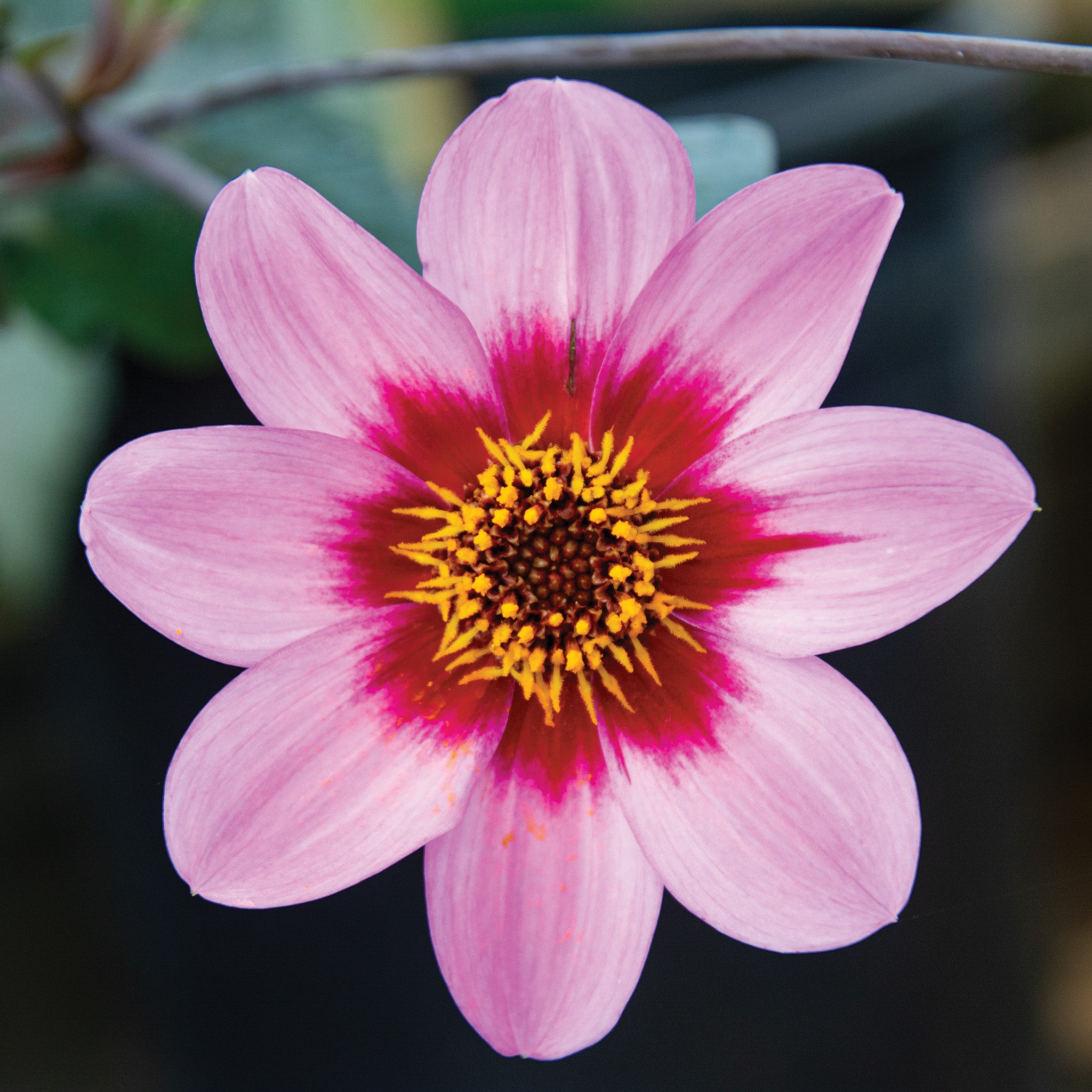 Dahlia, Happy Single Wink