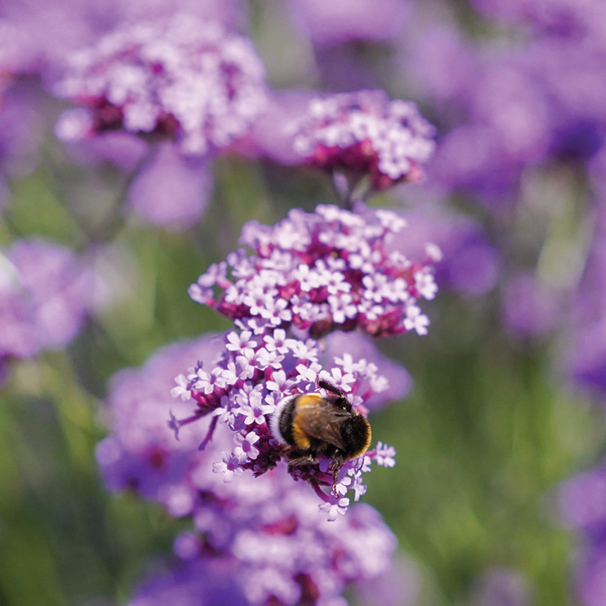 Verbena, Vanity