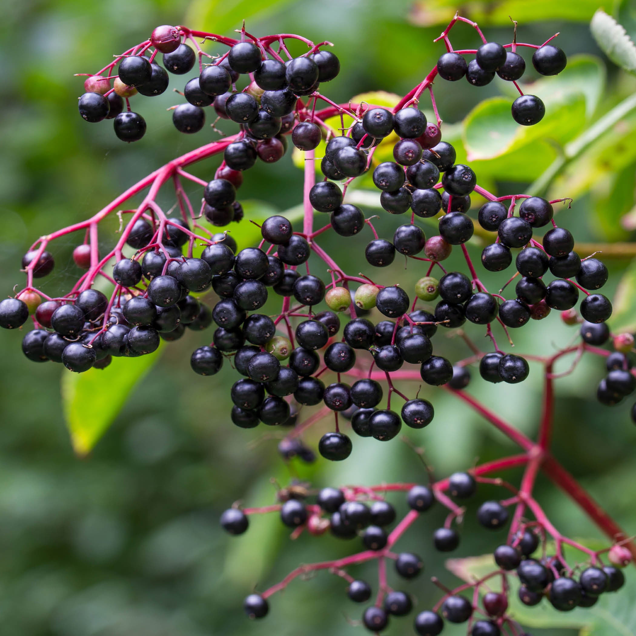 Elderberry Offer, 2 of Each Variety