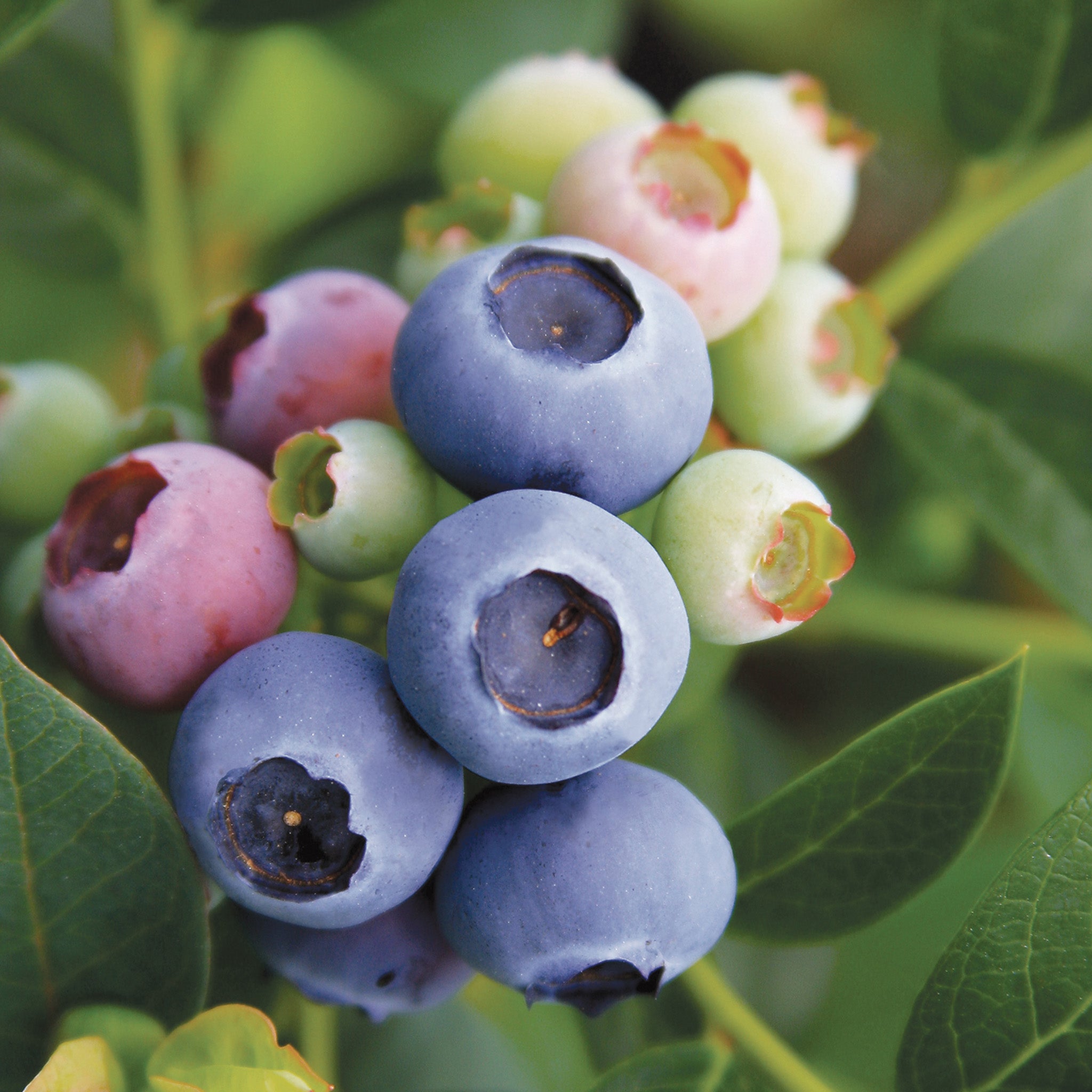 Blueberry, Reka